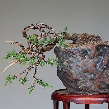 Amazon.co.jp: 糸魚川真柏 懸崖づくり 小品盆栽 【泰寿園 Online Amazon.co.jp: 糸魚川真柏 懸崖づくり 小品盆栽 【泰寿園 Online