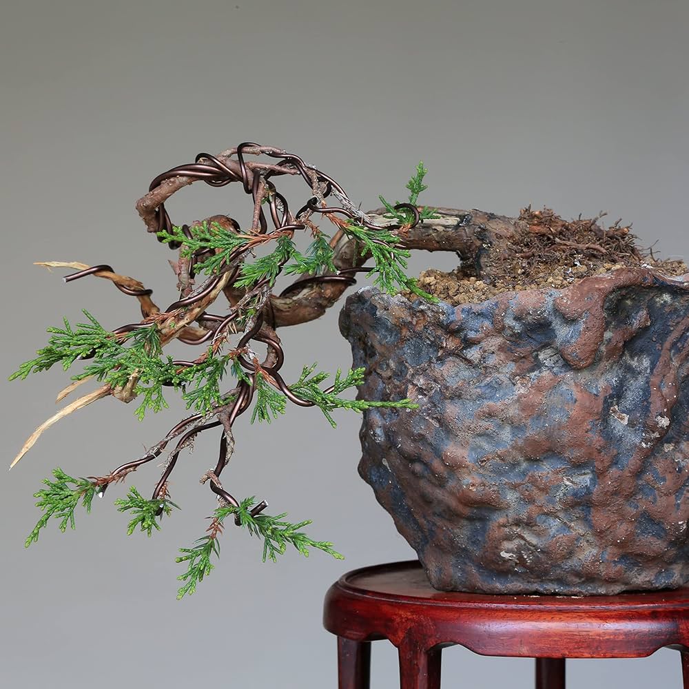 糸魚川真柏盆栽 懸崖 真柏盆栽 糸魚川真柏 極小 懸崖 ミニ盆栽 豆盆栽 樹高上下4cm