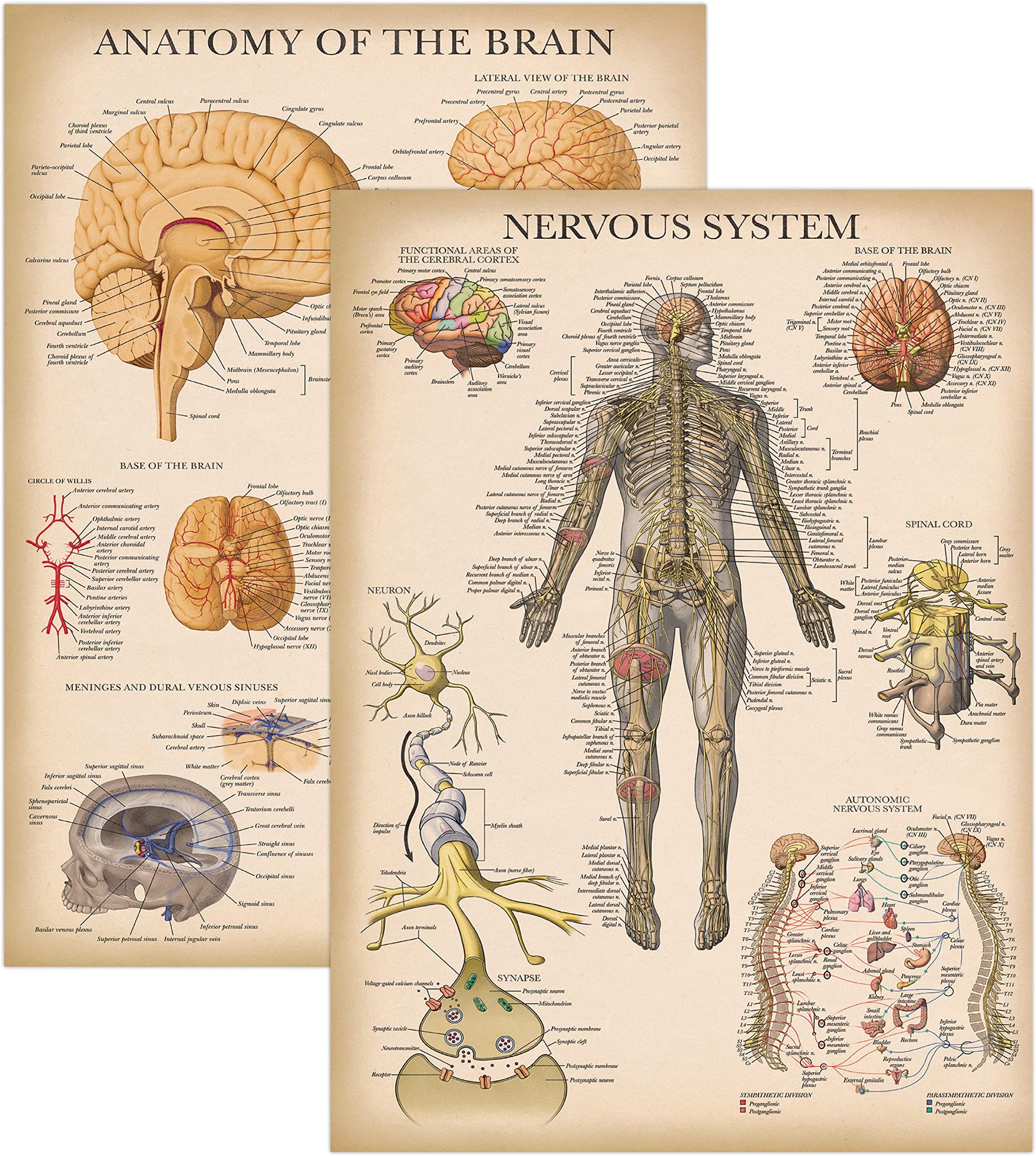 – Palace Learning 2 Pack - Vintage Nervous System & Brain Anatomy Posters - Set of 2 Anatomical Charts - Laminated 18" x 24"