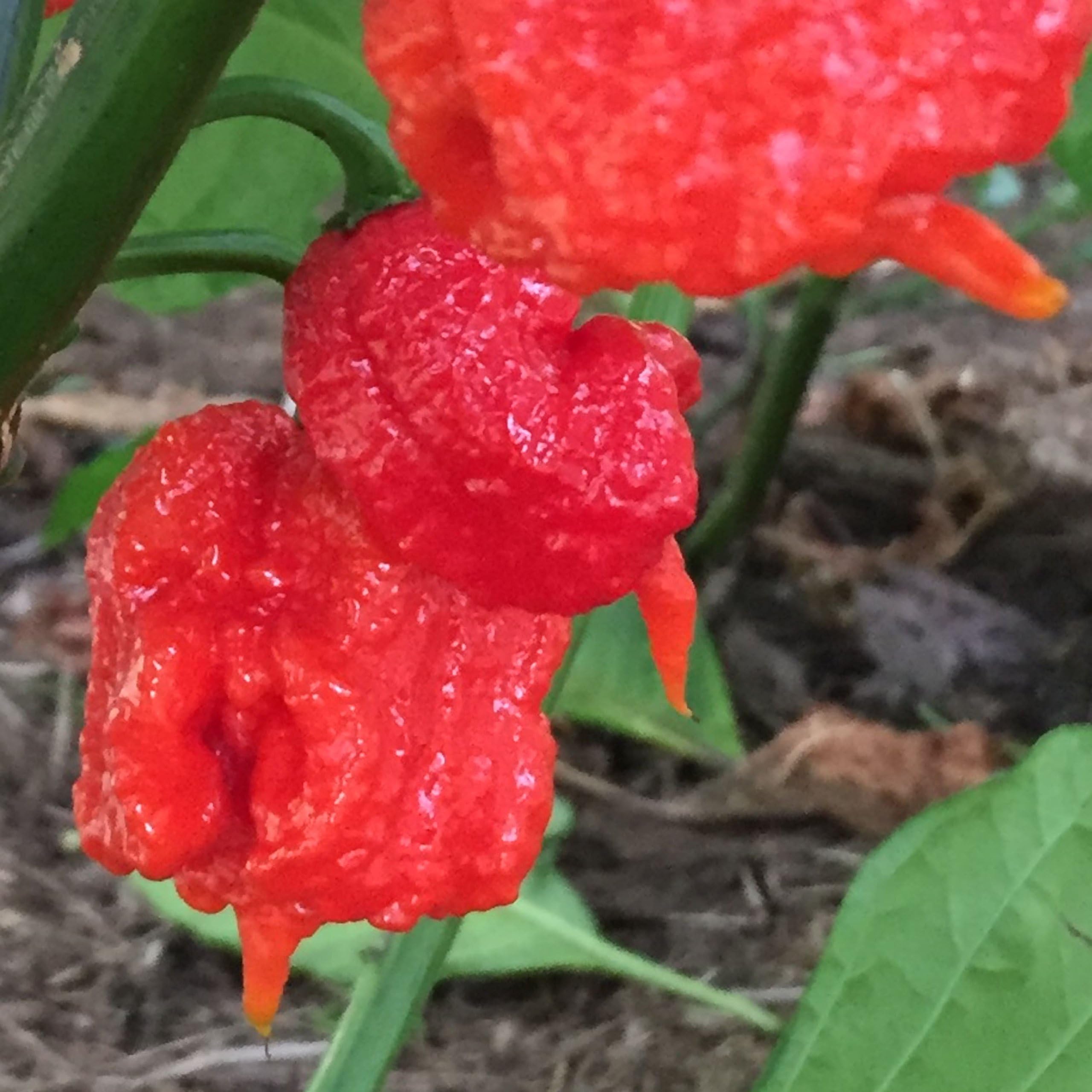 Hottest Chile Seed Collection I