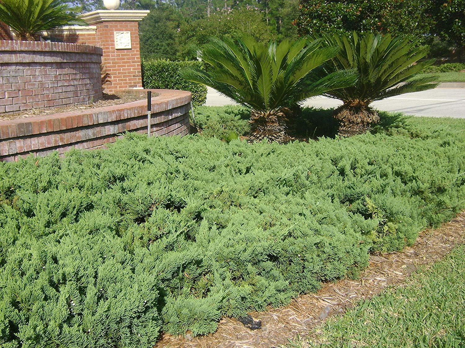 Juniper Parsoni - 20 Live Plants - Juniperus Squamata Expansa Parsons - Drought Tolerant Cold Hardy Evergreen Ground Cover