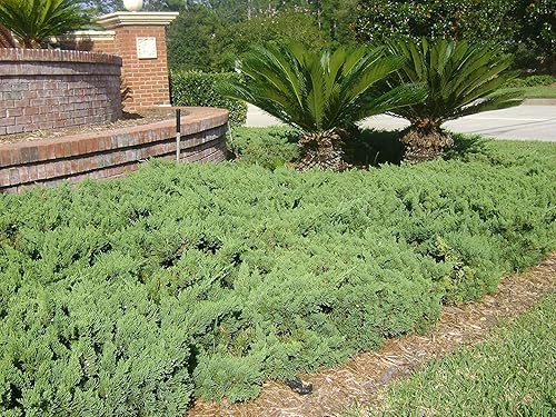 Miniatura 4 de Juniper Parsoni - 10 plantas vivas - Juniperus Squamata Expansa Parsons - Cubierta de suelo de hoja perenne resistente a la sequía resistente al frío