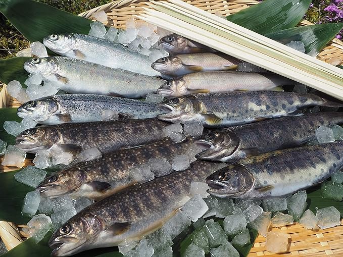 Amazon 川魚セット 岩魚3尾 山女3尾 虹鱒3尾 鮎3尾 冷凍 12尾入 18 19 ｻｲｽﾞ 竹グシ12本セット q バーベキュー キャンプなどに 魚沼 高野養魚場 鮮魚 通販