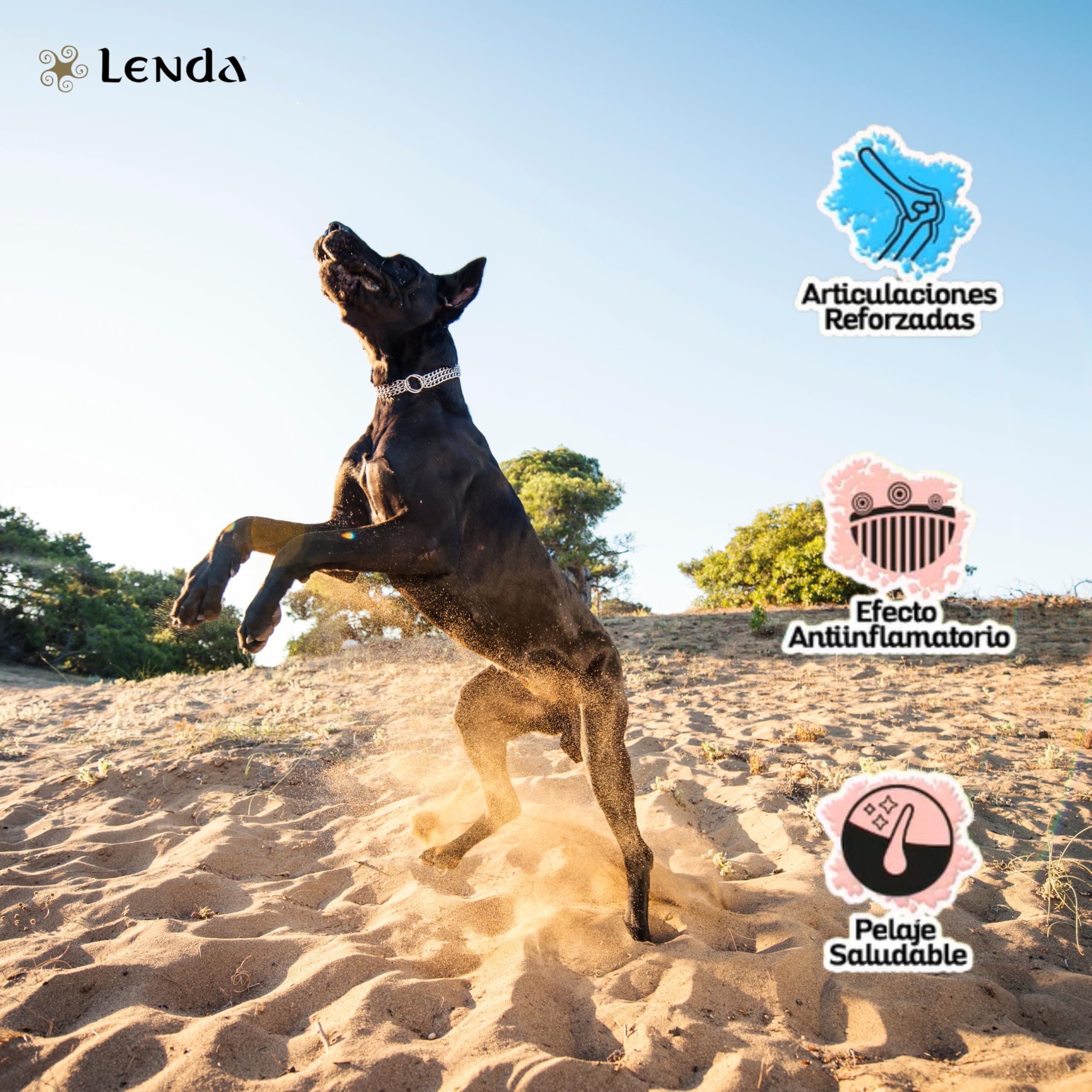 Lenda Chicken Maxi 12kg - Pienso para Perros Jóvenes y Adultos | Razas Grandes y Gigantes | Comida para Perros Grandes Rica en Pollo | Natural