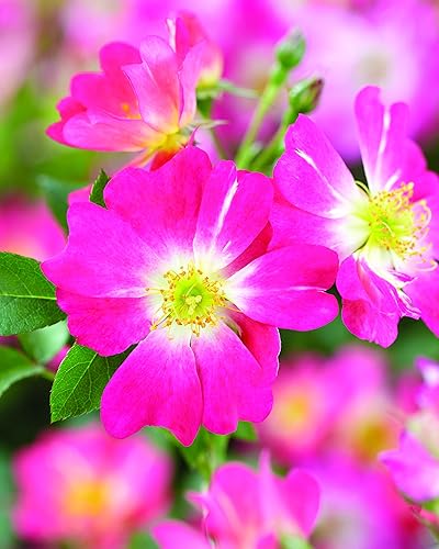 Miniatura 4 de Perfect Plants Pink Drift Rose 1 galón, planta viva incluye guía de plantación (idioma español no garantizado)