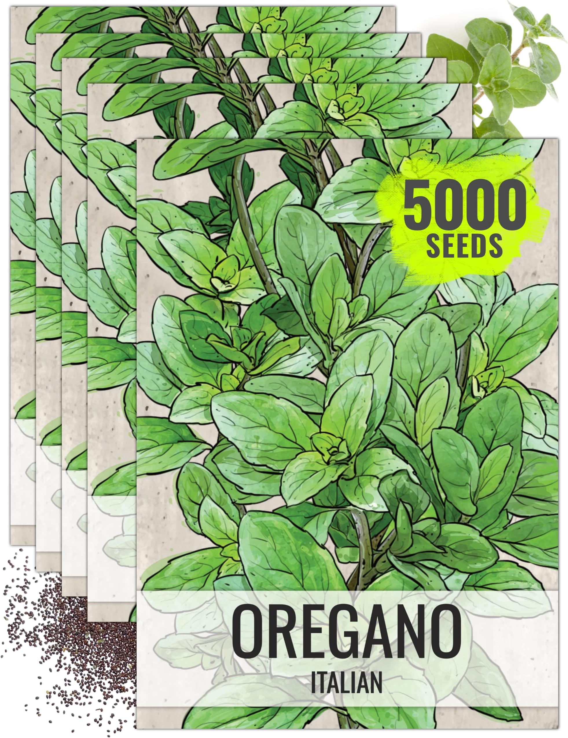 Seed Needs Italian Oregano Seeds to Plant Heirloom Non-GMO Herbs 5 Packs