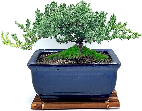 Miniatura 4 de Árbol bonsái de enebro enano vivo para 7 años con soporte de bambú hecho a mano  Árbol bonsái de enebro o jade  Interiorexterior  100% hecho a mano