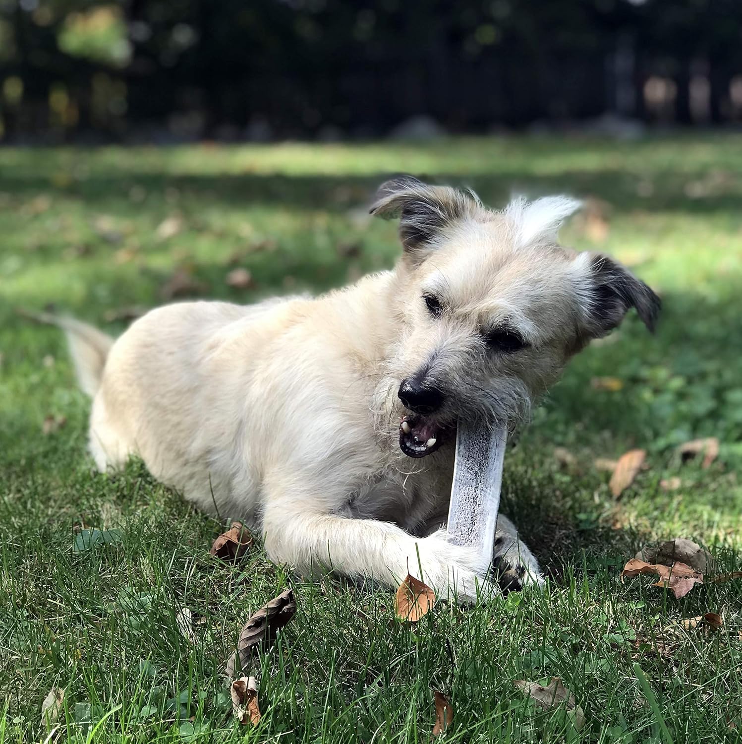 Perfect Pet Chews Split/Whole Elk Antler Combo Pack - Grade A, All Natural, Organic, and Long Lasting Treats - Made from Naturally Shed Antlers in The USA - Medium Treat - 2 Pack