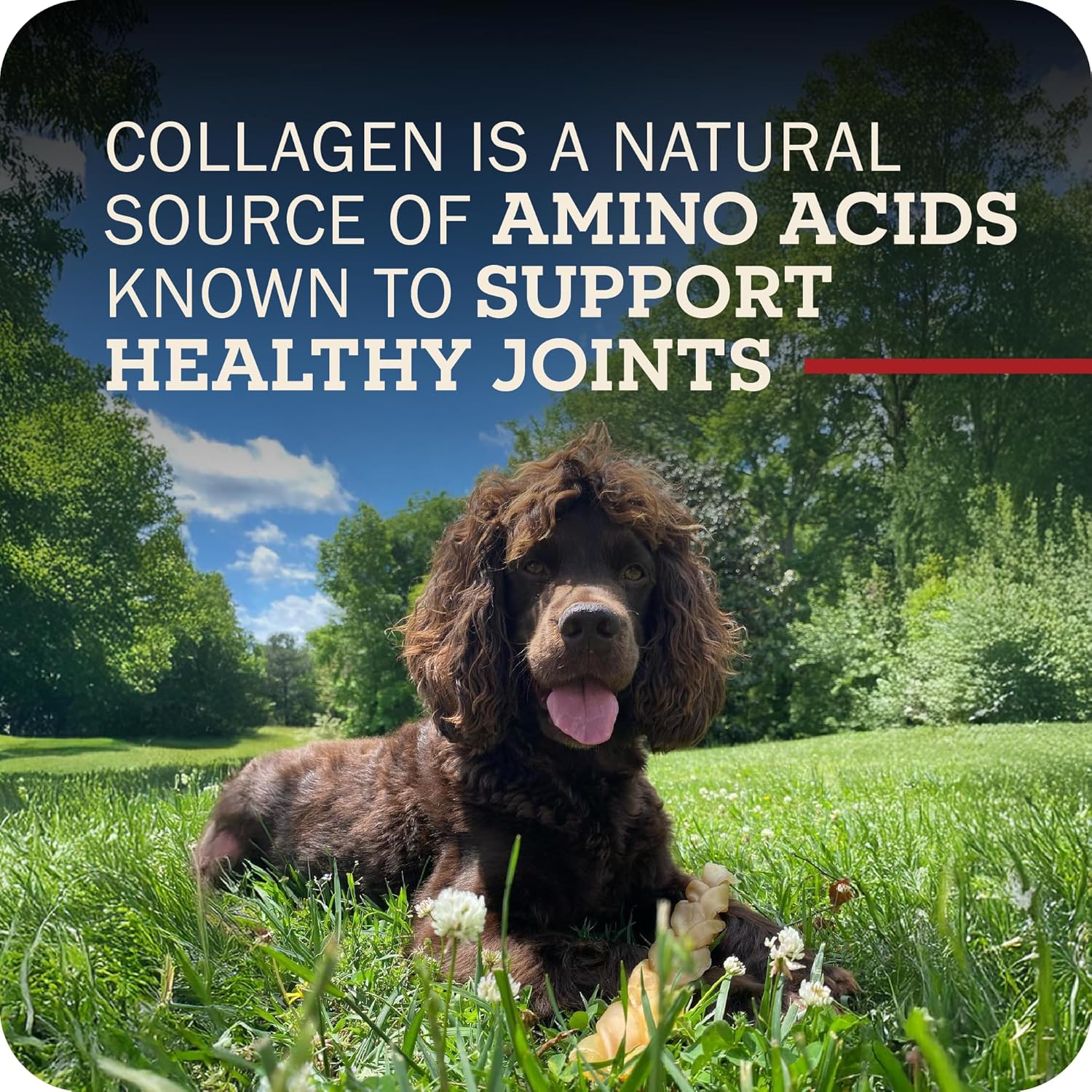 Redbarn Pet Products Recbarn Natural 12" Beef Collagen Braids - Case of 20 Sticks - Long Lasting Low-Odor Alternative to Rawhide & Bully Sticks -Single Ingredient Chew for Medium Large Dogs - Image 8