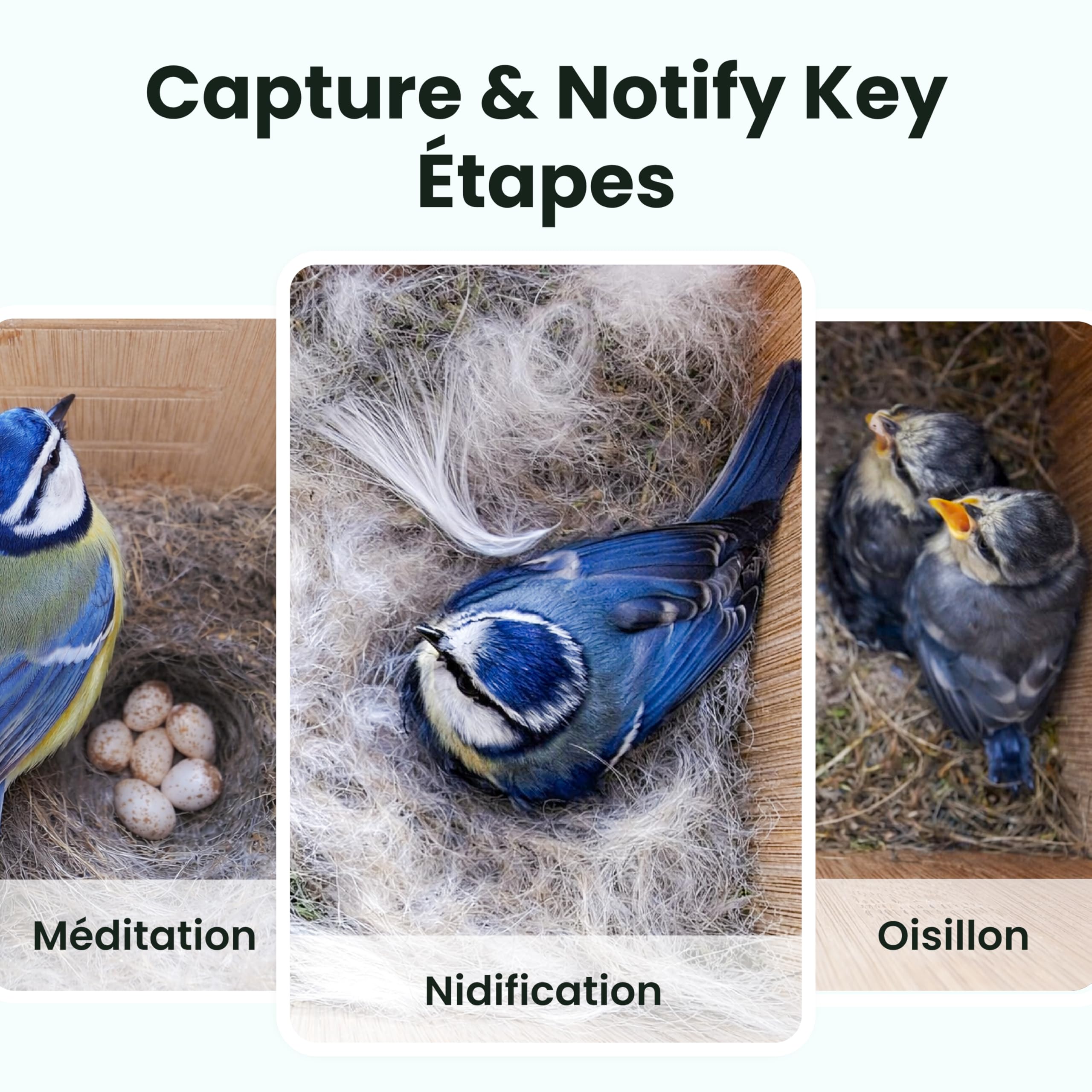 Birdfy Nichoir Oiseaux Exterieur, Camera Nichoir avec Panneau Solaire, 1080P HD Vidéo en Direct & Vision Nocturne pour Nidification 24/7, Détection Auto, Notification & Identification IA