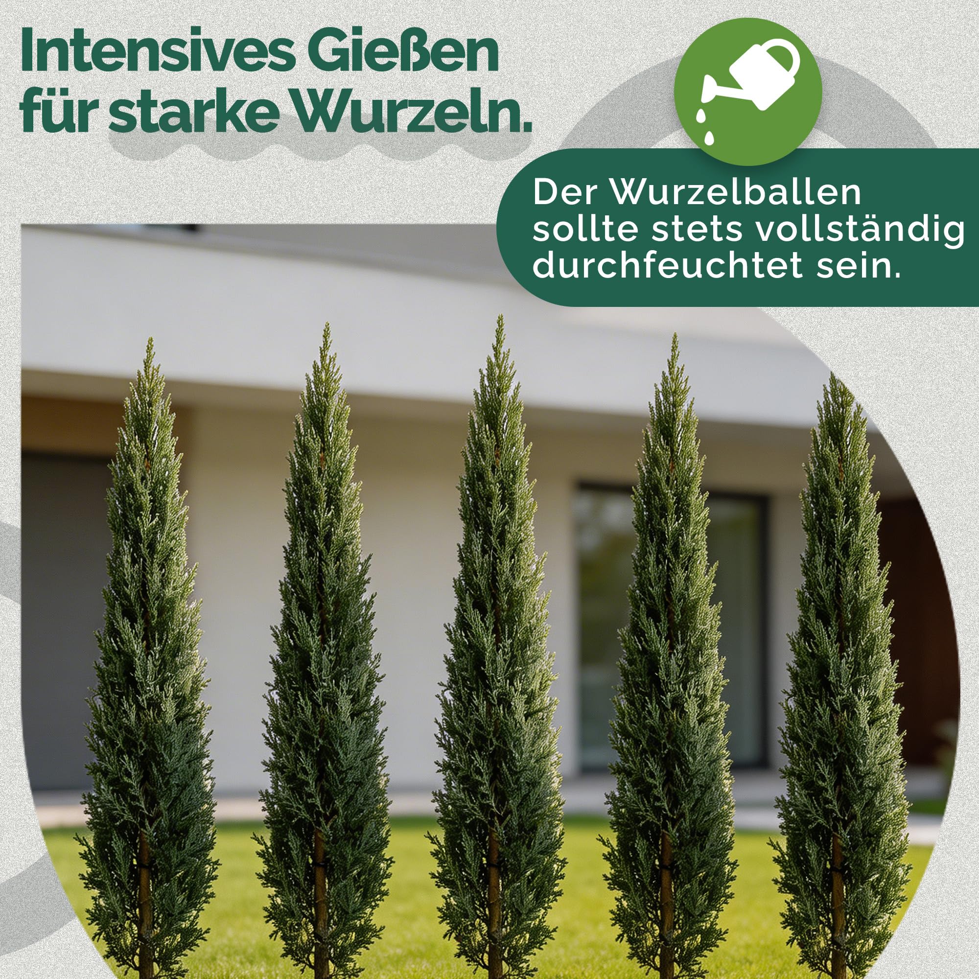 Cupressus Sempervirens Mini 120 cm Zypresse Winterhart -20° Sichtschutz Pflanzen Italienische Winterharte Zypresse Schnellwachsend