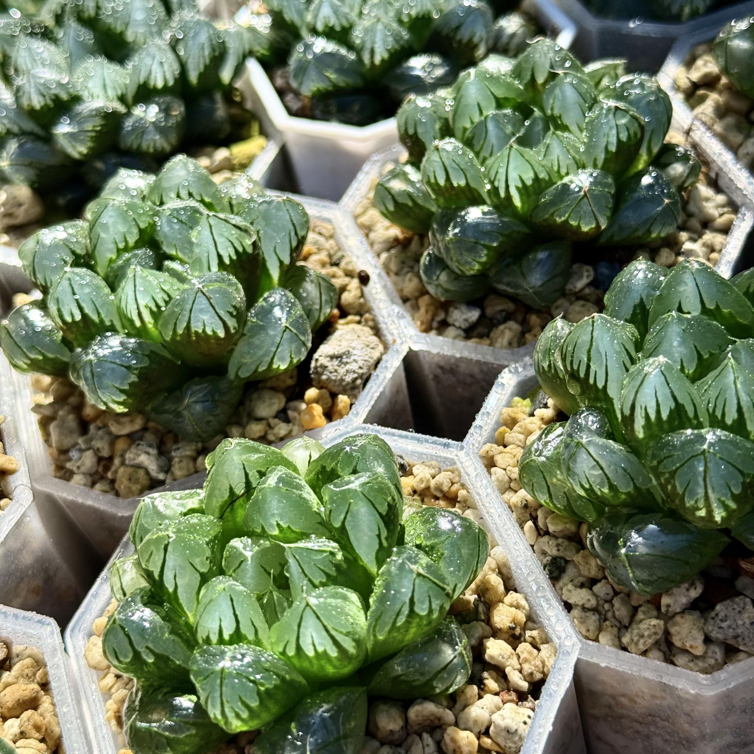 Amazon｜多肉植物 観葉植物 ハオルチア ハオルシア 水晶オブツーサ 