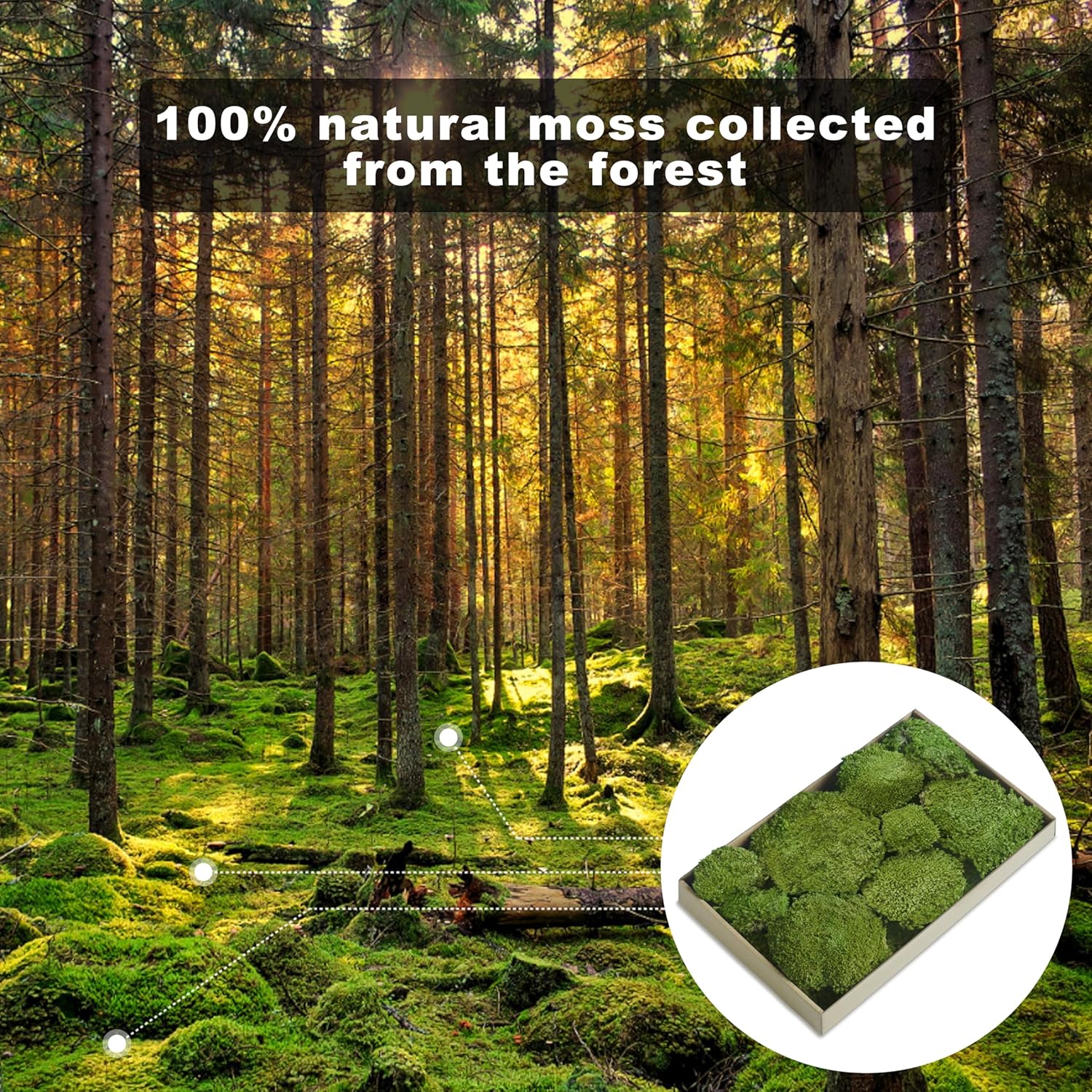 TurelinnG Preserved Moss Decor - Real Forest Moss, Moss for Crafts, Flexible for DIY Crafts, Home, Wall, Terrarium, Art Projects(Natural Green 2 sq.ft)
