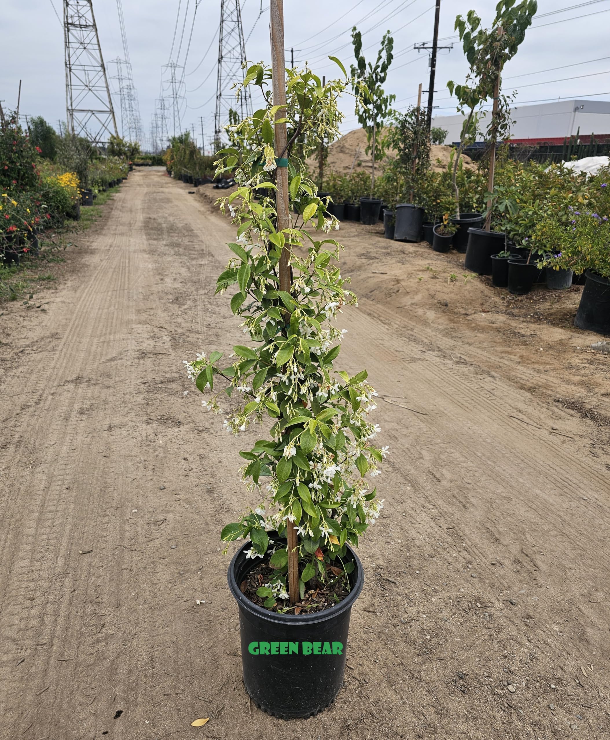 Amazon.com : Confederate Star Jasmine Shrub Plant, White Flowers