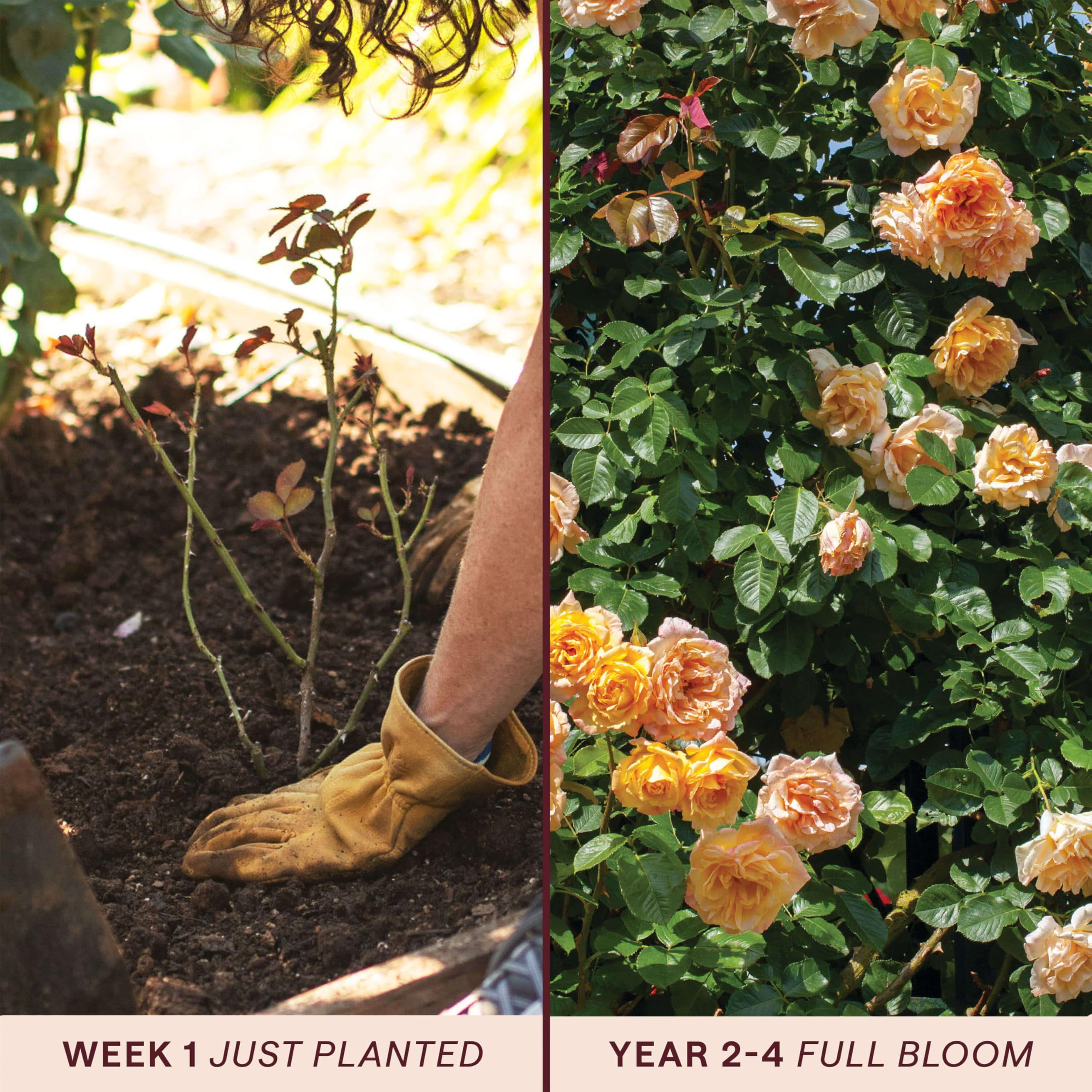 Amazon.com : Heirloom Climbing Roses, Live Own Root Plant, Garden