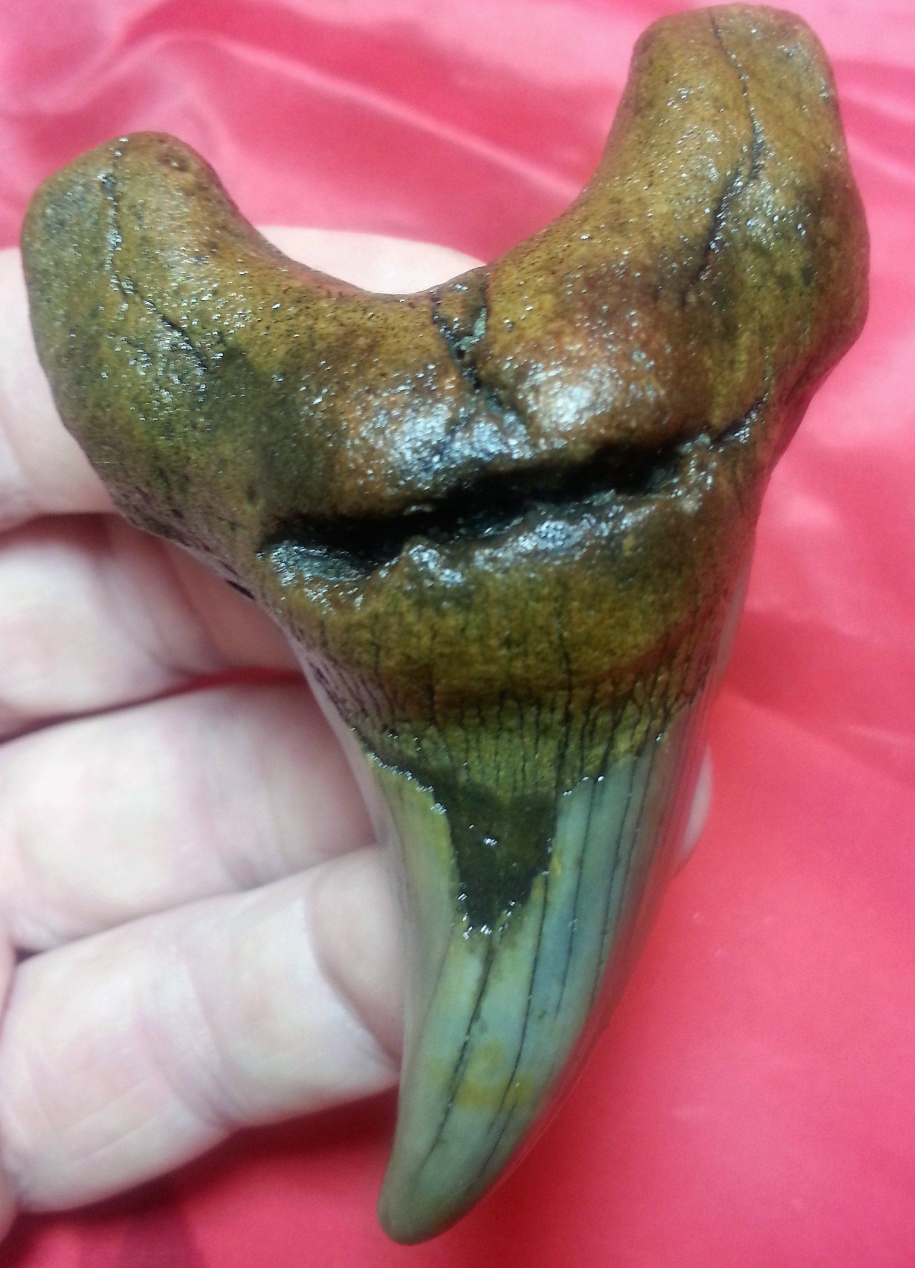Largest Parotodus Benedeni Shark Tooth on Amazon or Ebay - 3.15