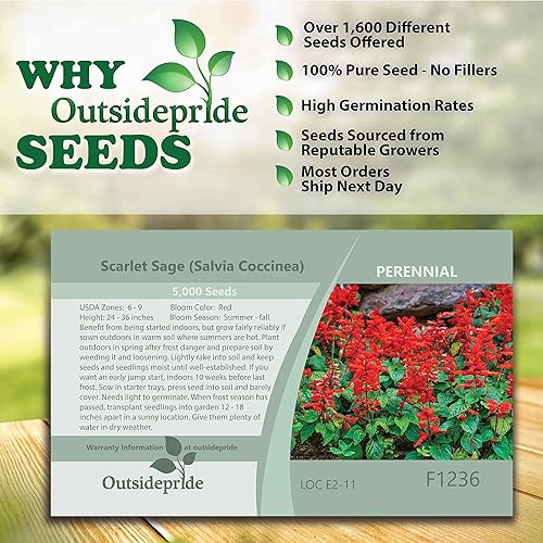 Miniatura 5 de Outsidepride Sage Scarlet - Semilla de flores silvestres - 5000 semillas
