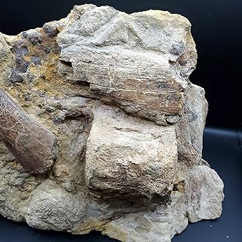 美麗！！　バシロサウルスの母岩付き歯化石　約50mm サメの歯化石 母岩付（オトドゥス）No.29 : 海洋工房 - 通販