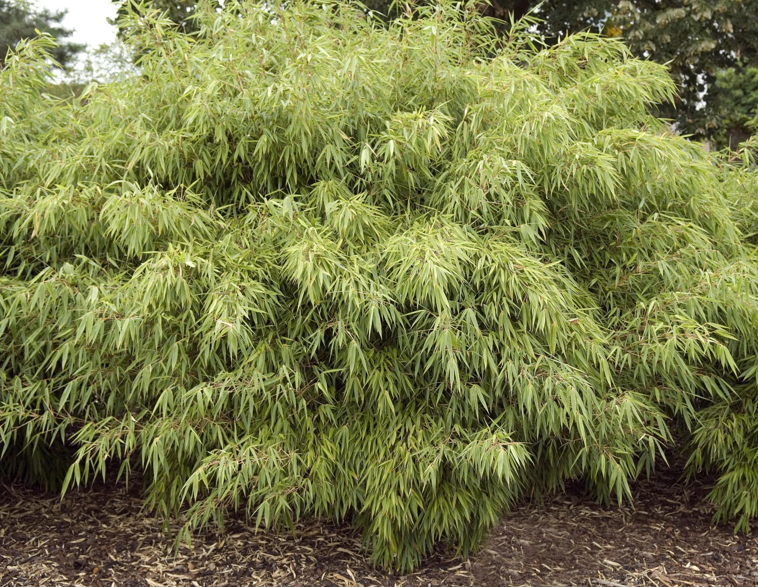 Stauden Gnge 10 x Fargesia murielae 'Rufa' im C2 Topf  (Bambus/Bamboo/Winterhart/Ziergras/Mehrjhrig) Heckenbambus - Pflegeleicht,  winterhart und wunderbar dicht - macht keine Wurzelauslufer : Amazon.de:  Garten