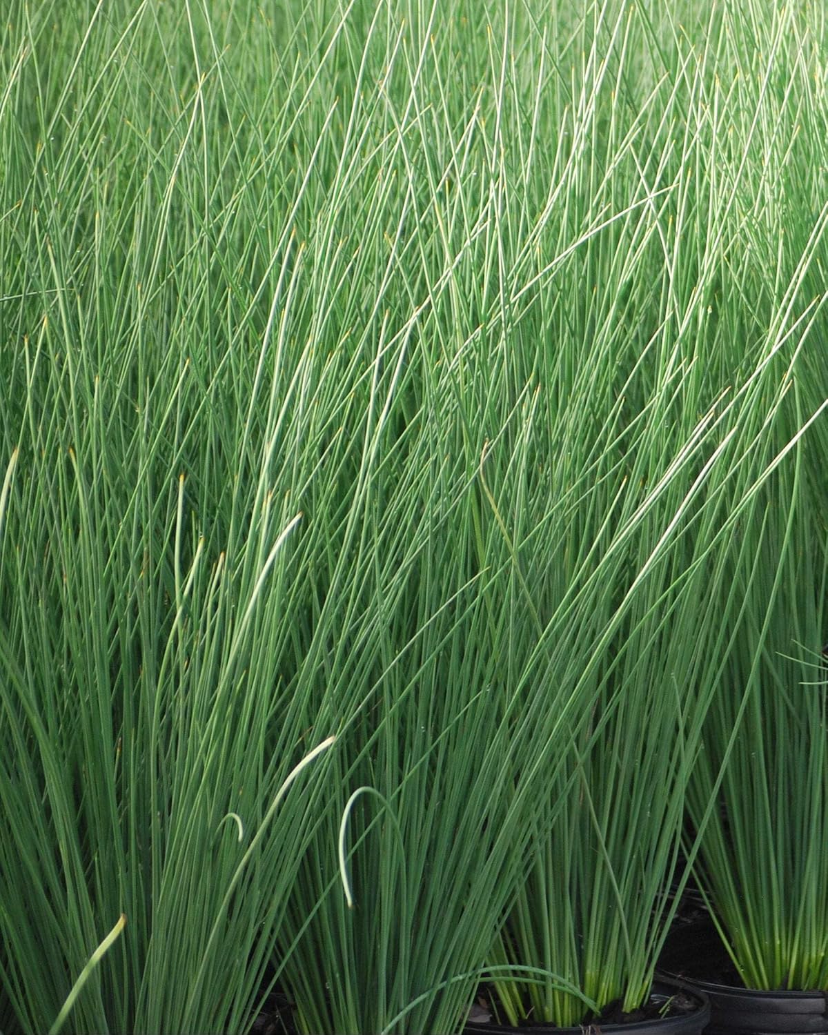 Perennial Farm Marketplace Juncus inflexus 'Blue Arrows' (Rush) Ornamental Grass, Size-#1 Container, Bluish Green Foliage