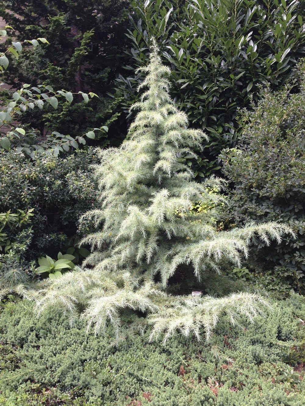 Snow Sprite Deodar Cedar (Himalayan Cedar) CEDRUS DEODARA 2 - Year Live Plant