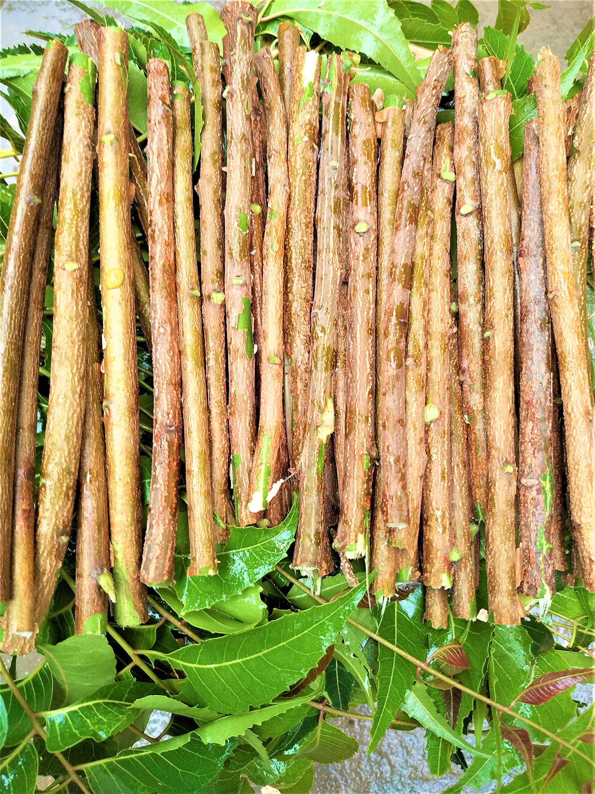 SIVSENKAR ARGANICS FULLY ORGANIC AYURVEDIC AND MEDICINAL NATURAL NEEM VEPA AJARDICA INDICA DATUN STICKS TWING STICKS FOR CONTROL DIABETIES AND COMPLETE ORAL CARE PACK OF 30 STICKS-picture-13