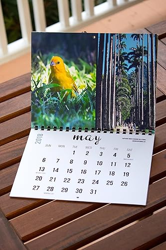 Miniatura 4 de 2018 Wall Calendar (The Real Backyard Birds of Rio de Janeiro)