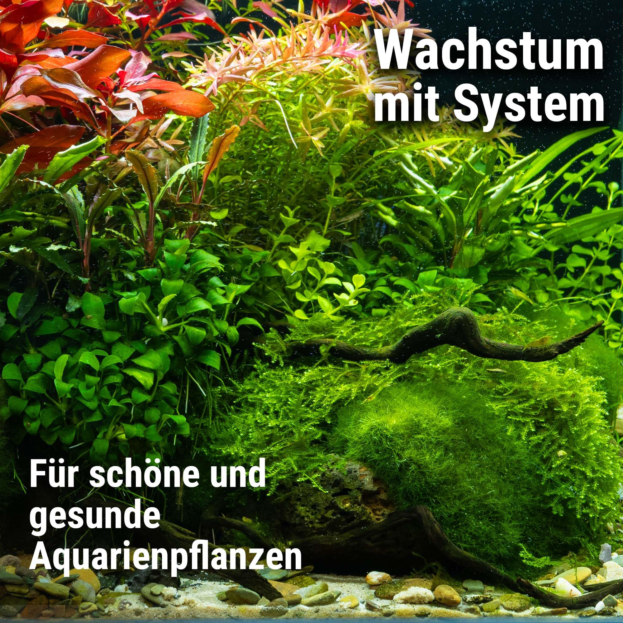 Dennerle Plant System Kit Nano - Système d'engrais pour plantes d'aquarium somptueuses
