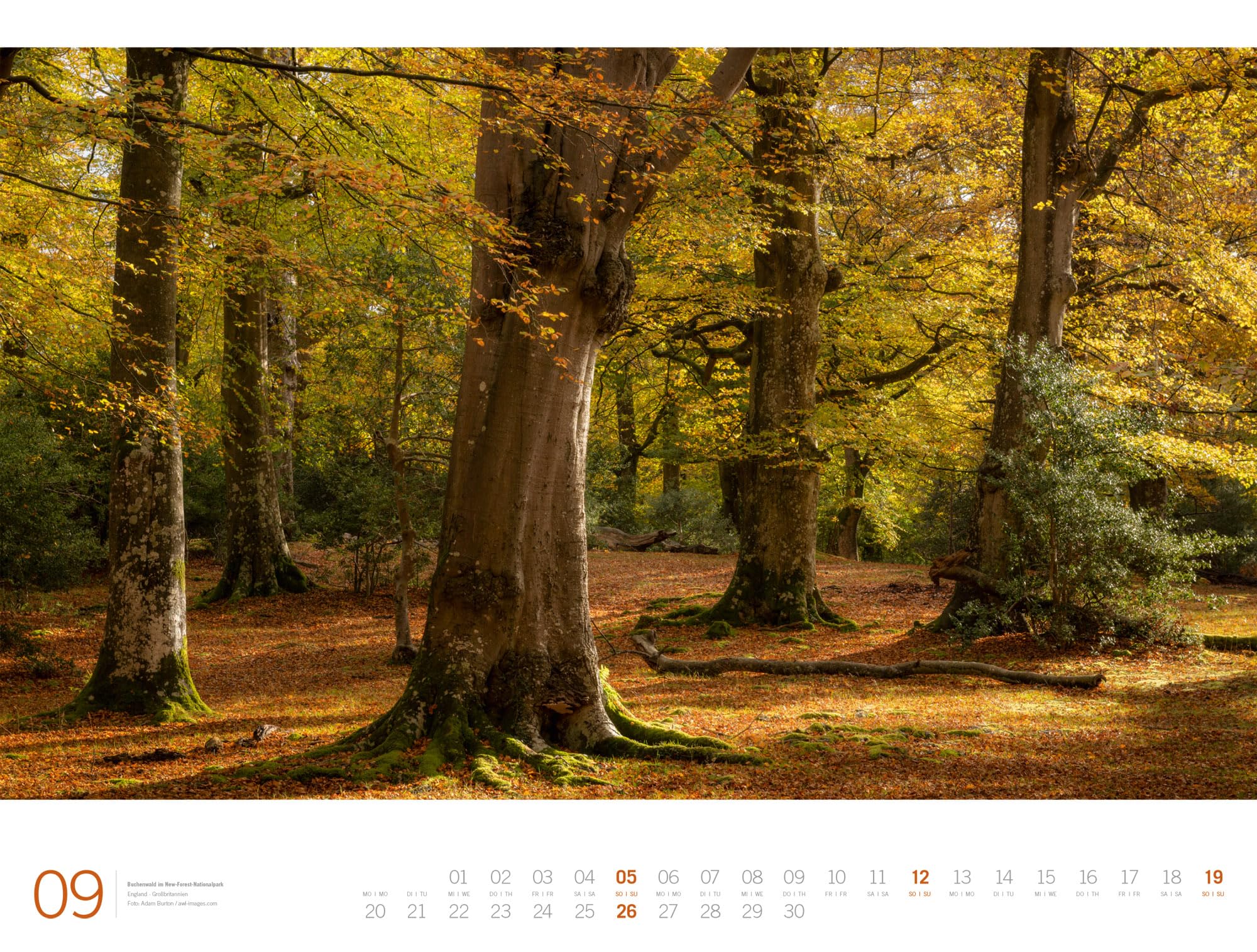 Wald Gallery Kalender 2027: Geschmackvoller Natur-Kalender im großen Querformat (66x50 cm) | Wälder und Bäume im Großformat