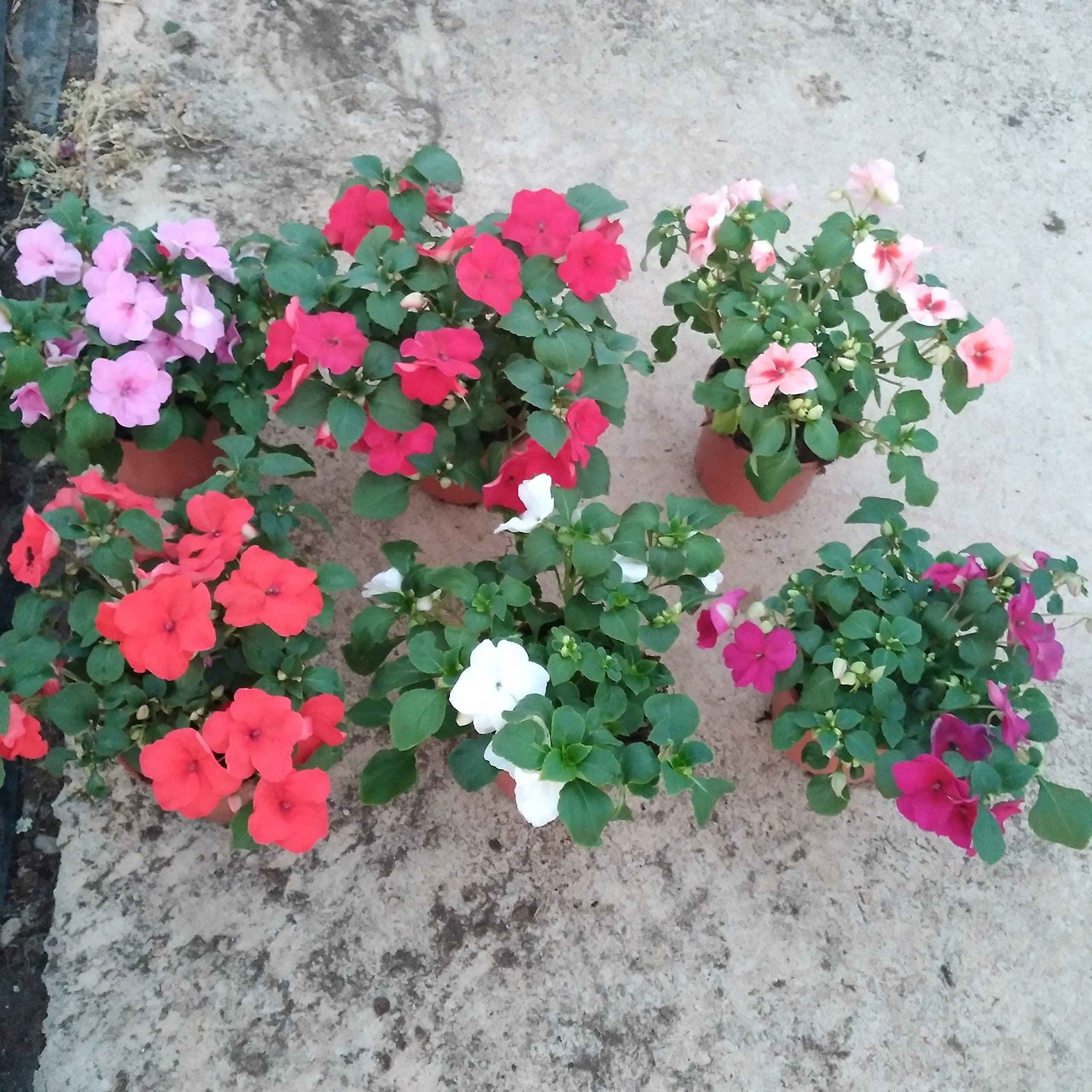 Pack de 6 plantas de alegria en maceta 13