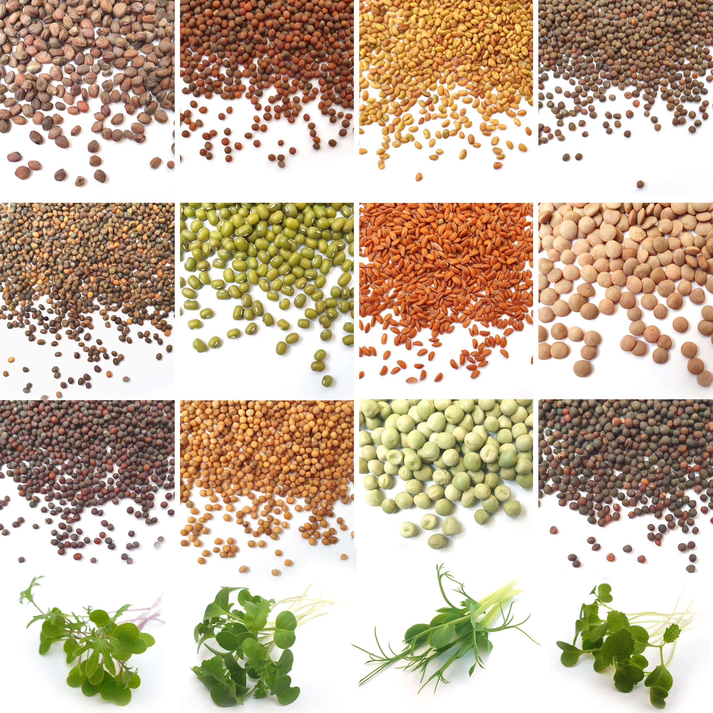 Verdant Republic Organic Sprouting Microgreen Seeds 12 Variety Starter