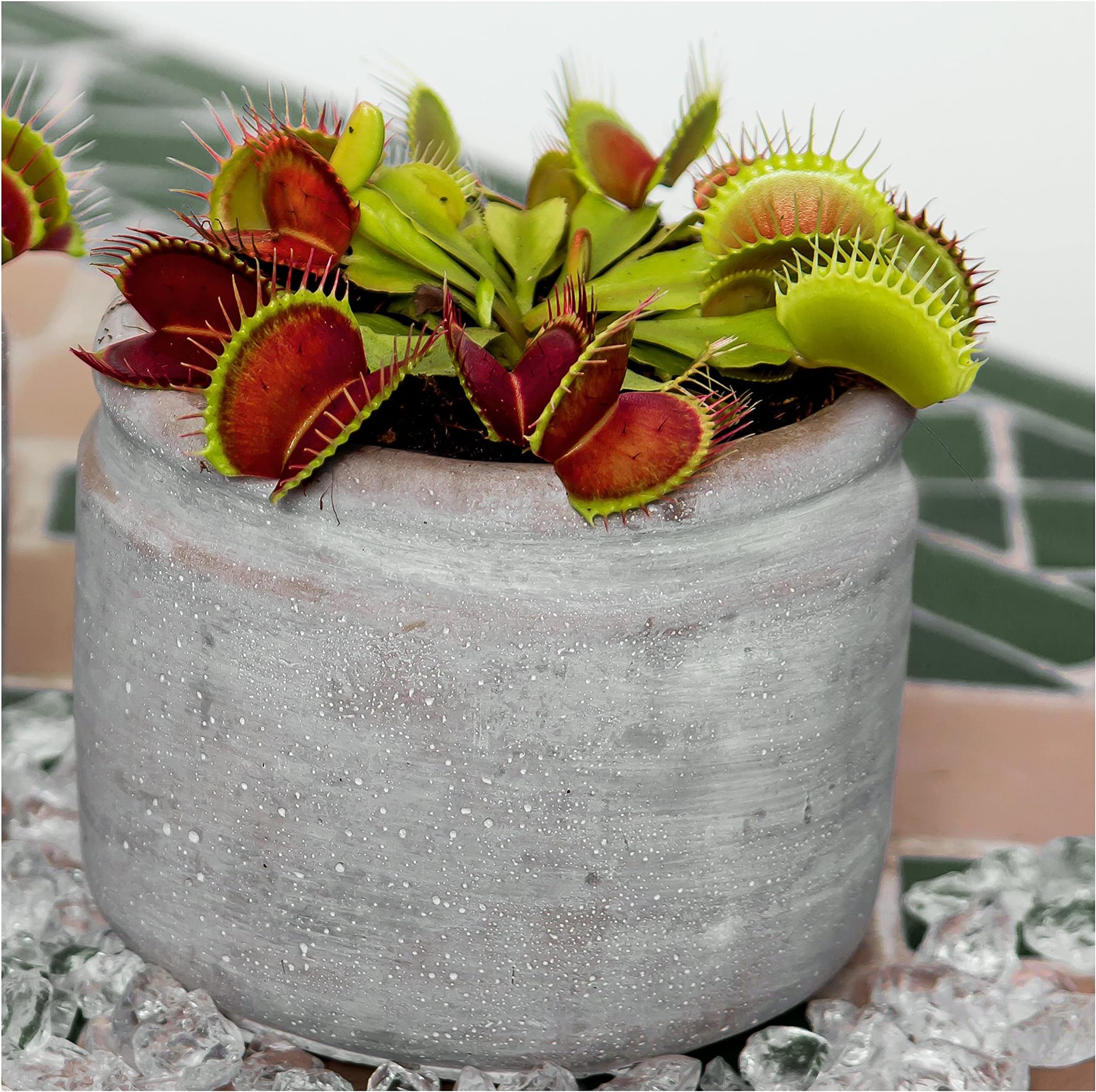 Mokuzai Carnivorous Plant Soil 750ml Venus Fly Trap Sarracenia ...
