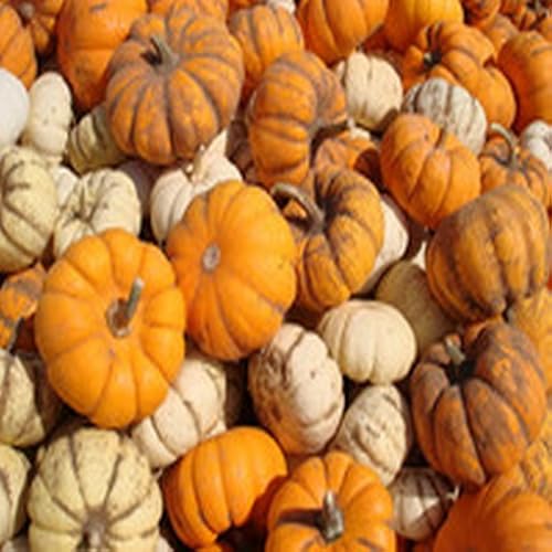 Buffalo Chicken Pizza - //medicalbooks.filipinodoctors.org