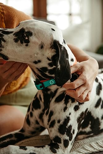 Miniatura 8 de Good Trouble Pets Everyday - Collar para perro, collar de nailon impermeable para mascotas con revestimiento de PVC, collar para perros