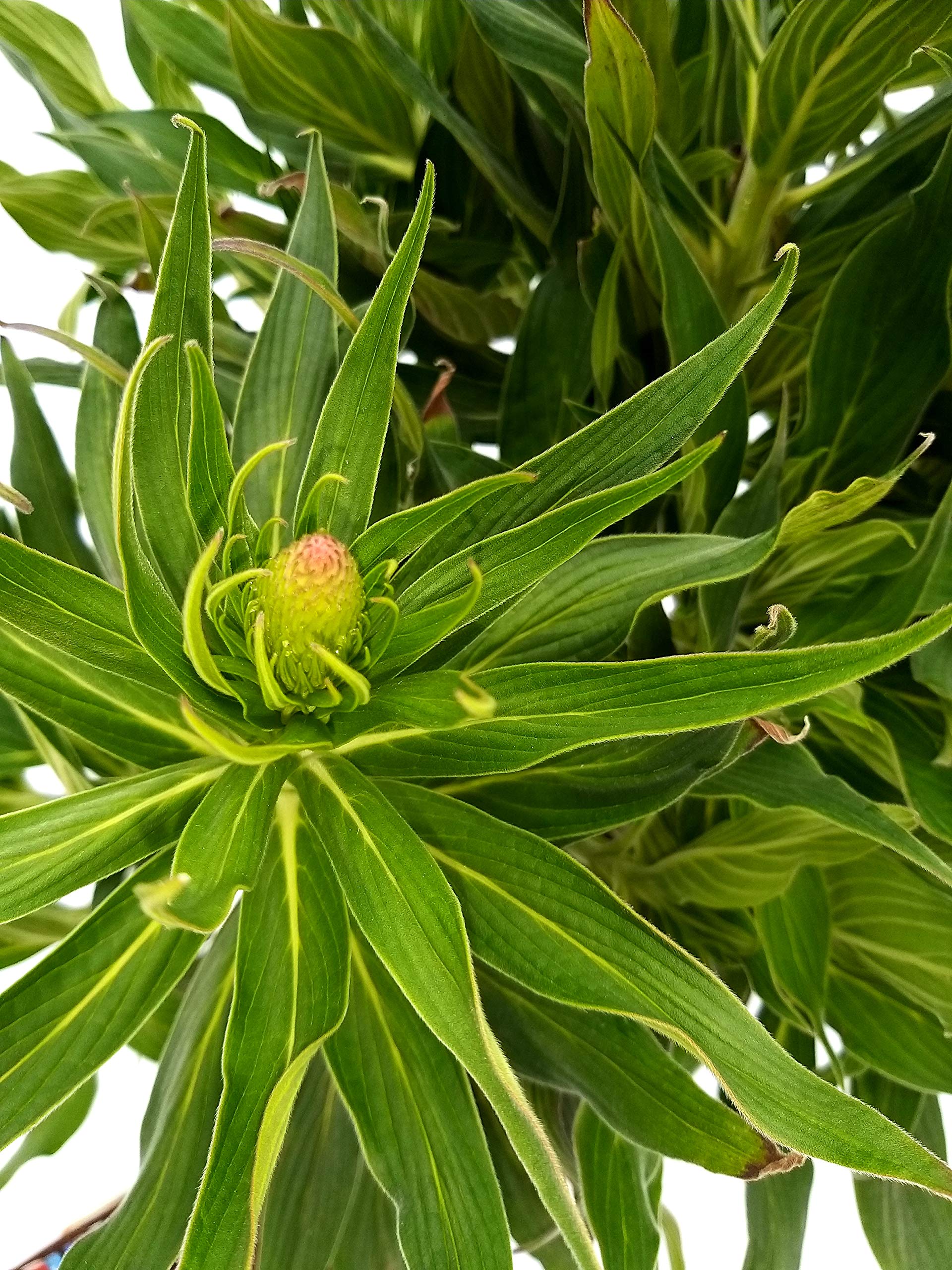 POWERS TO FLOWERS - ECHIUM FASTUOSUM, ORGOGLIO DI MADEIRA, vaso 19cm diametro, pianta vera