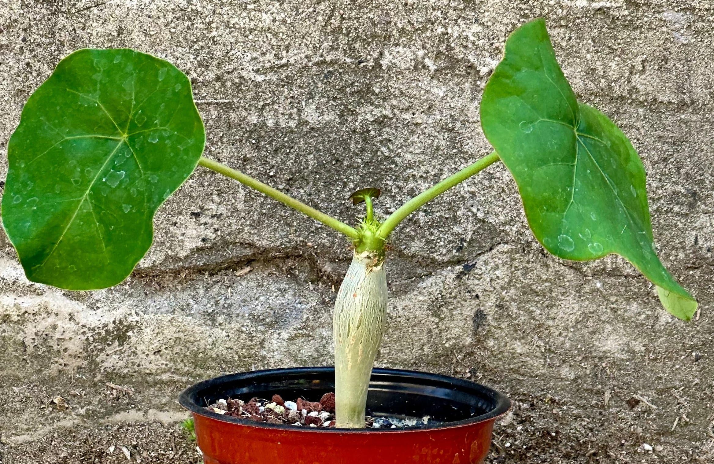 Amazon.com : Jatropha Podagrica Buddha Belly Live Plant, 4 Inch, Bare Root  by Exotic-Succulent-Collection : Patio, Lawn & Garden
