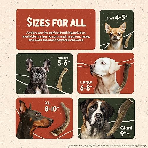 Miniatura 5 de Heartland - Cuernos de ciervo para perros (mediano, 5 a 6 pulgadas, paquete de 2 unidades)  Grado A, desprendimiento natural  Sin astillas,