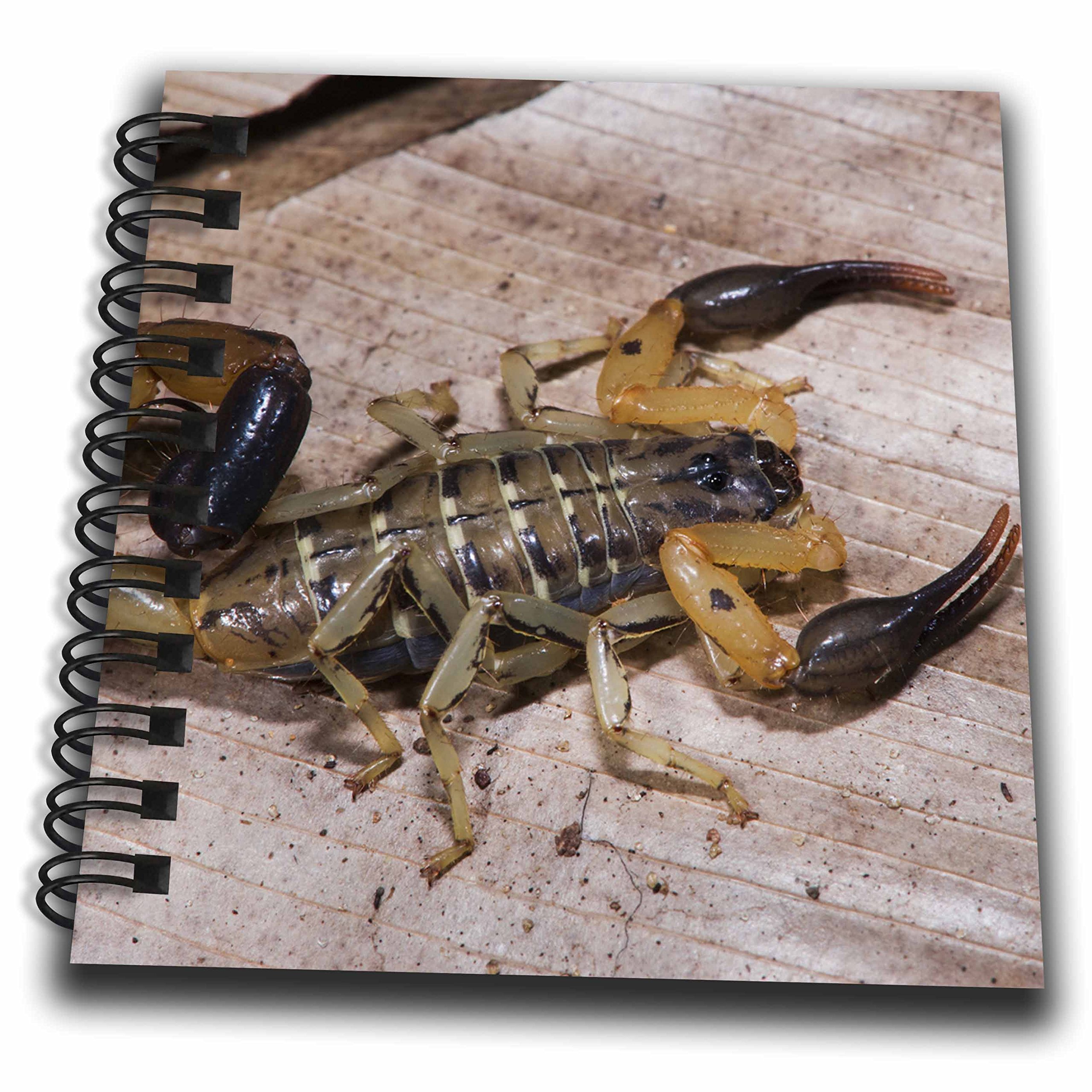 Mini bloc-notes Scorpion Odzala Congo carnet de poche multicolore 4x10,2cm papeterie