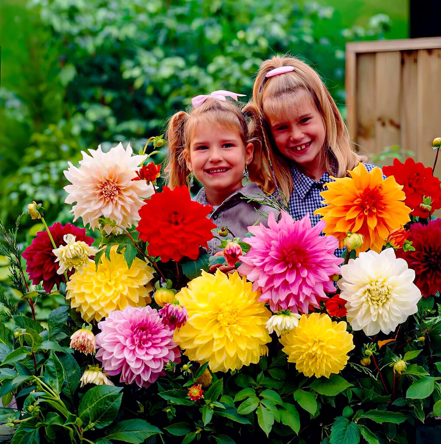 DinnerPlate Riesen Dahlien Knollen Kollektion, 5 Dahlien Blumenzwiebeln