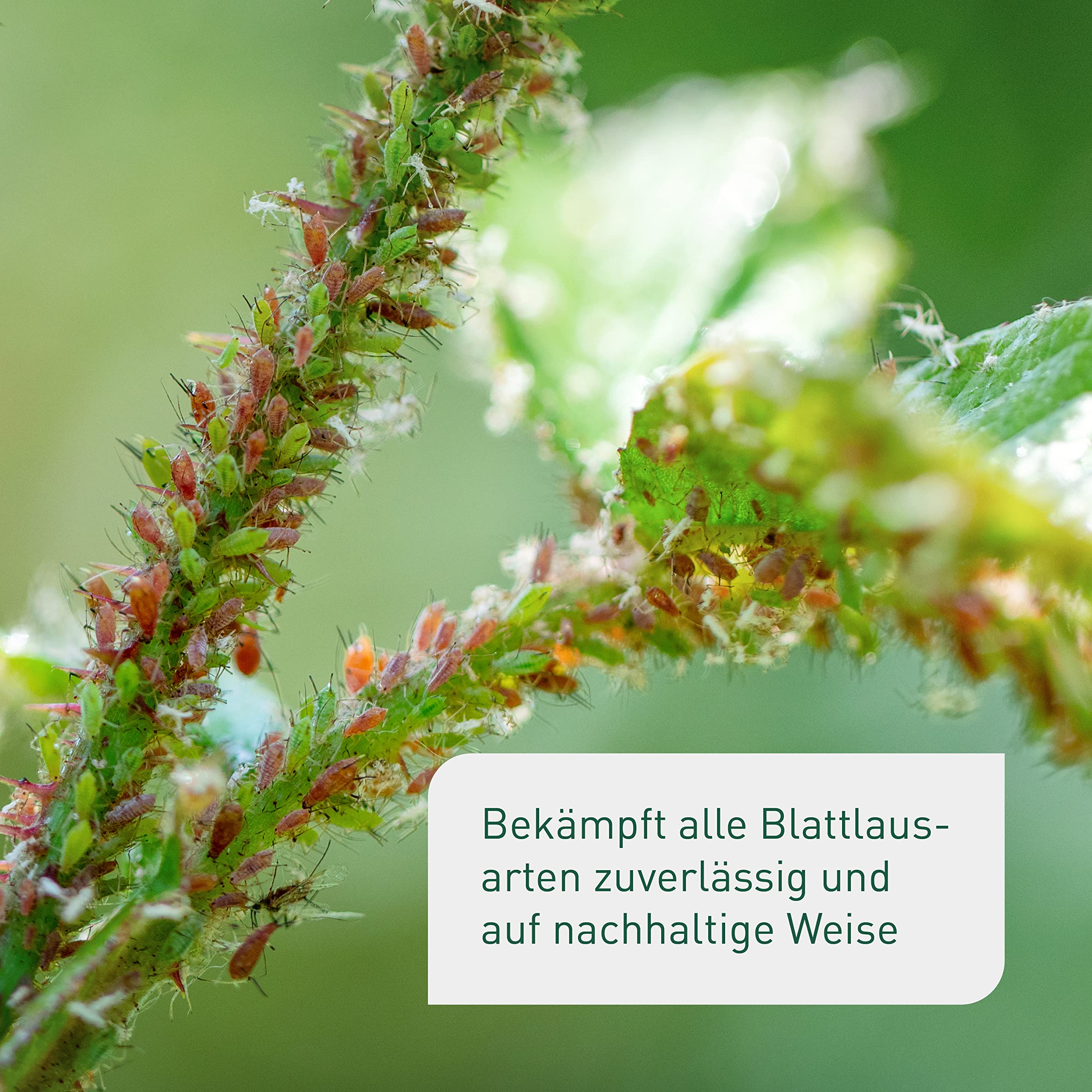 Plantura Siebenpunkt-Marienkäfer Eier gegen Blattläuse, wirksam & nachhaltig, 150 Nützlinge