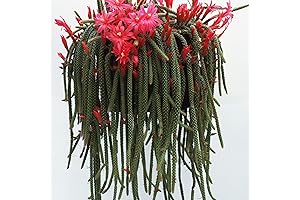 Rat Tail Cactus Live Succulent Plant - Donkey Tail Plant