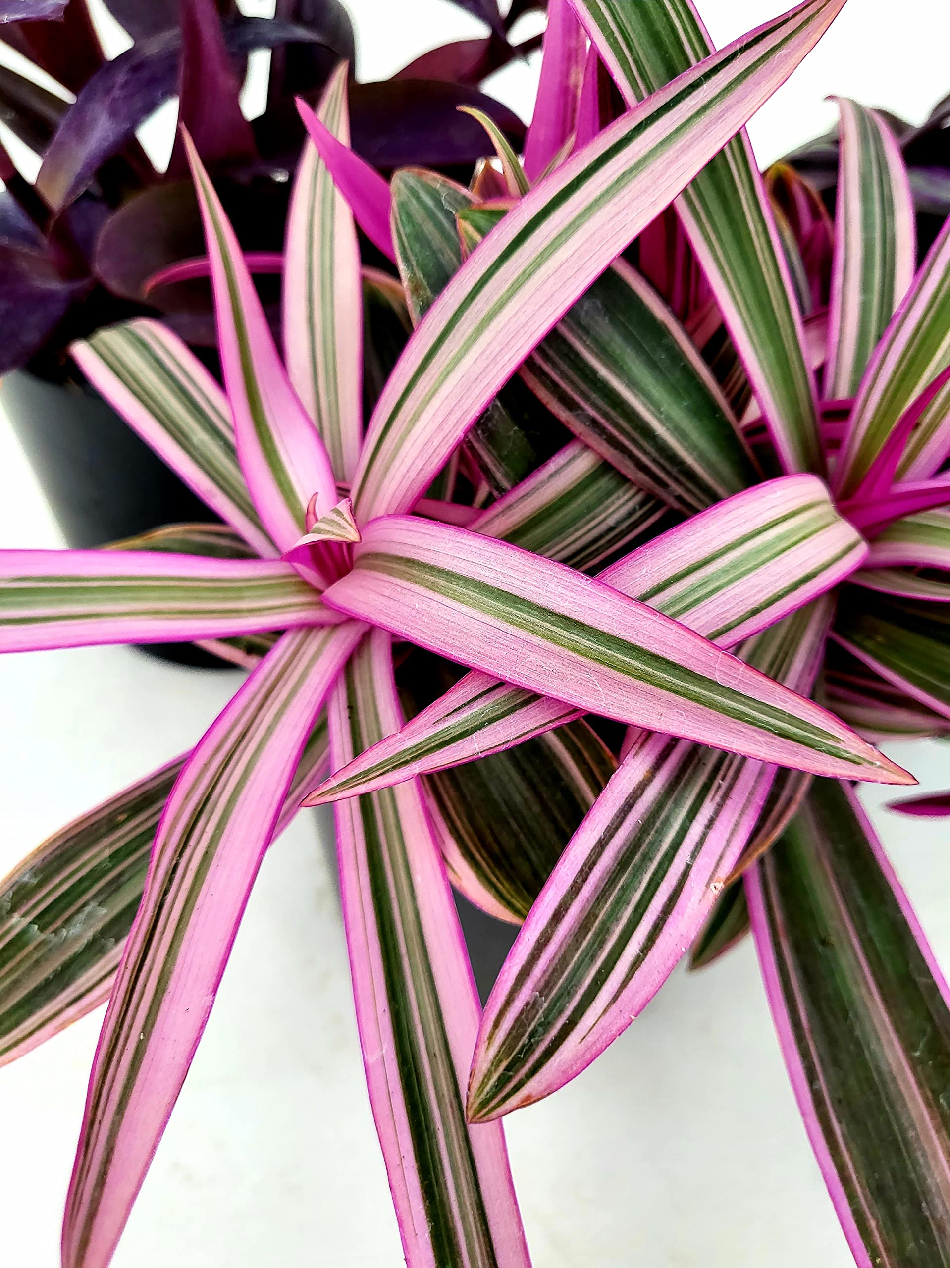 POWERS TO FLOWERS Tradescantia Pallida (Setcreasea) – Pianta Vera Da Esterno, Rifiorente, Vaso Ø12cm, Resistente Al Freddo
