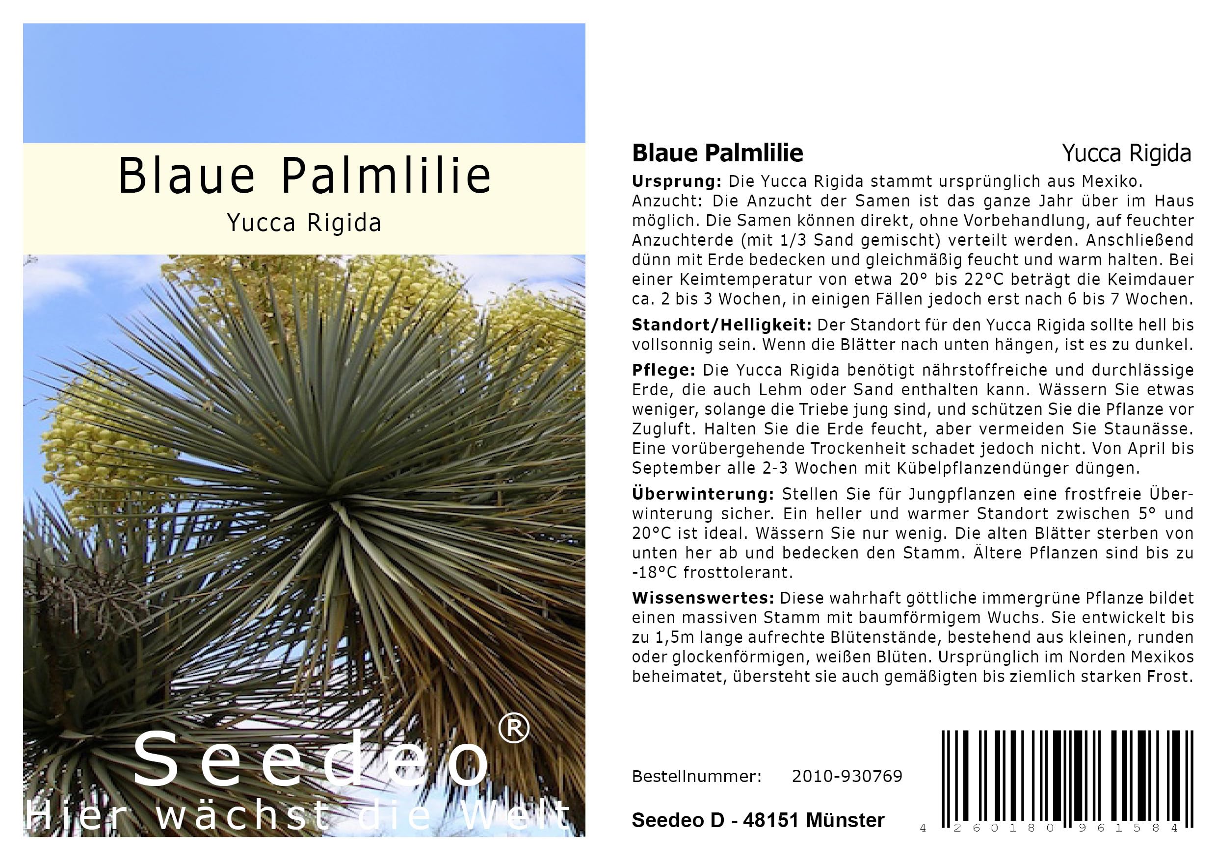 Seedeo Blaue Palmlilie (Yucca Rigida) 20 Samen : Amazon.de: Garten