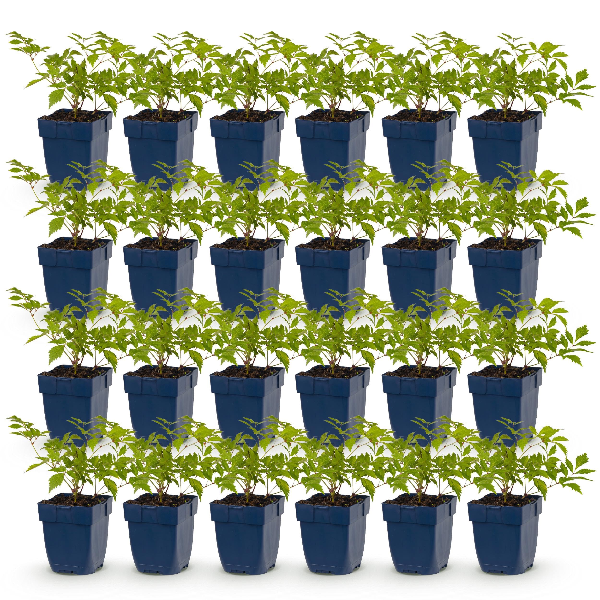 Astilbe (J) Deutschland – Rispenspirea – Schatten – Weiß – 24 Pflanzen - 15-25cm - Ø11cm - Gartenpflanze