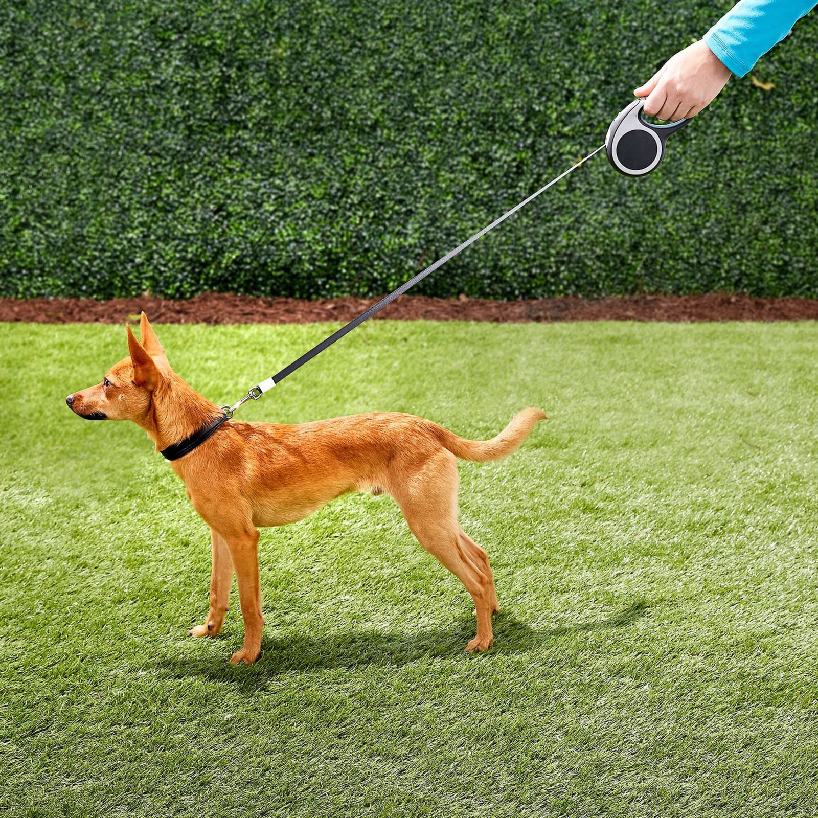 Generic Laisse rétractable pour Chien de 16,4 Pieds, très résistante, pour Chien ou Chat de Taille X-Small/Small/Medium/Large. Légère et Non emmêlante, Elle s'attache d'une Seule Main