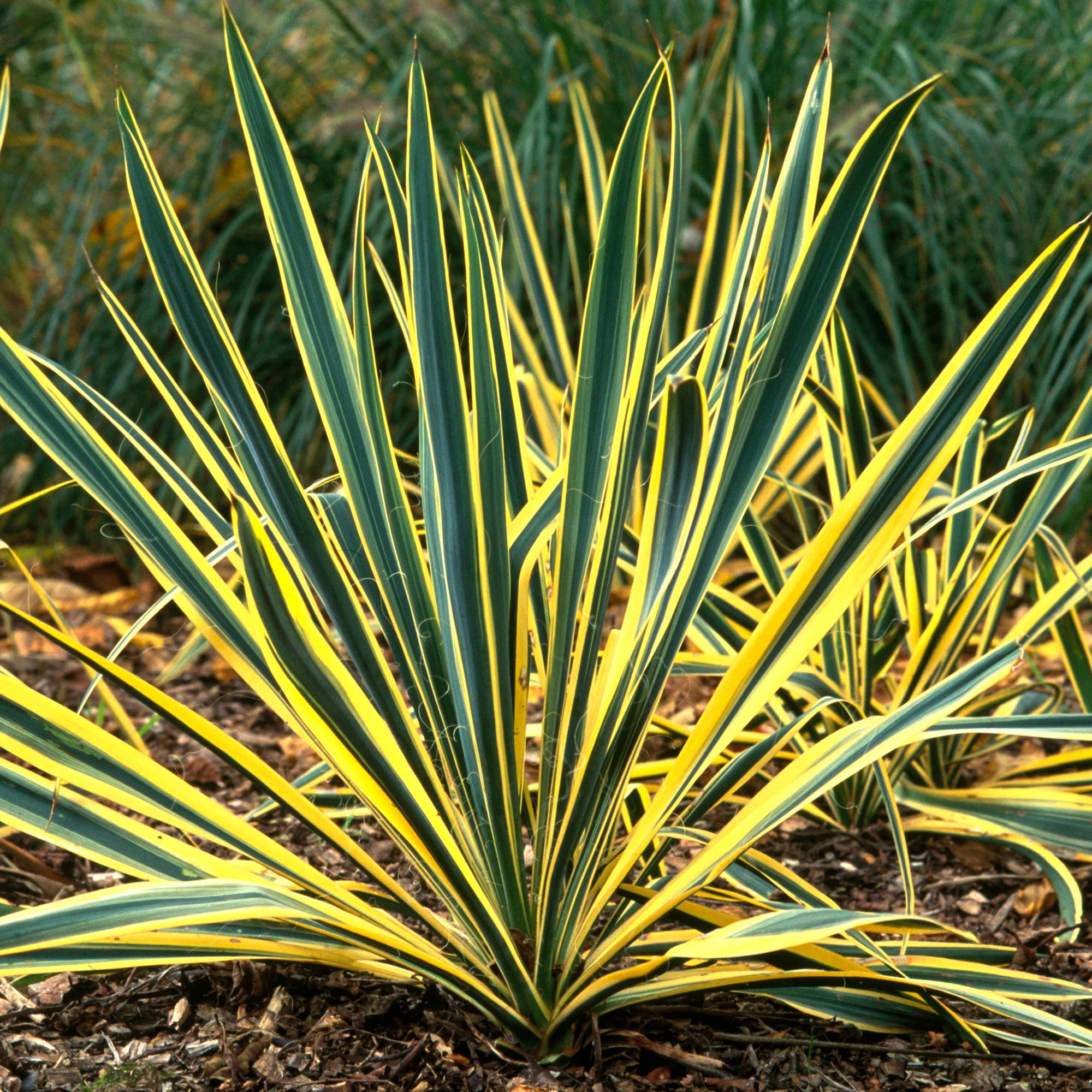 Yucca Bright Edge Compact Evergreen Flowering Outdoor Garden Shrub Plant in Pot (9cm Pot, 20-30cm)