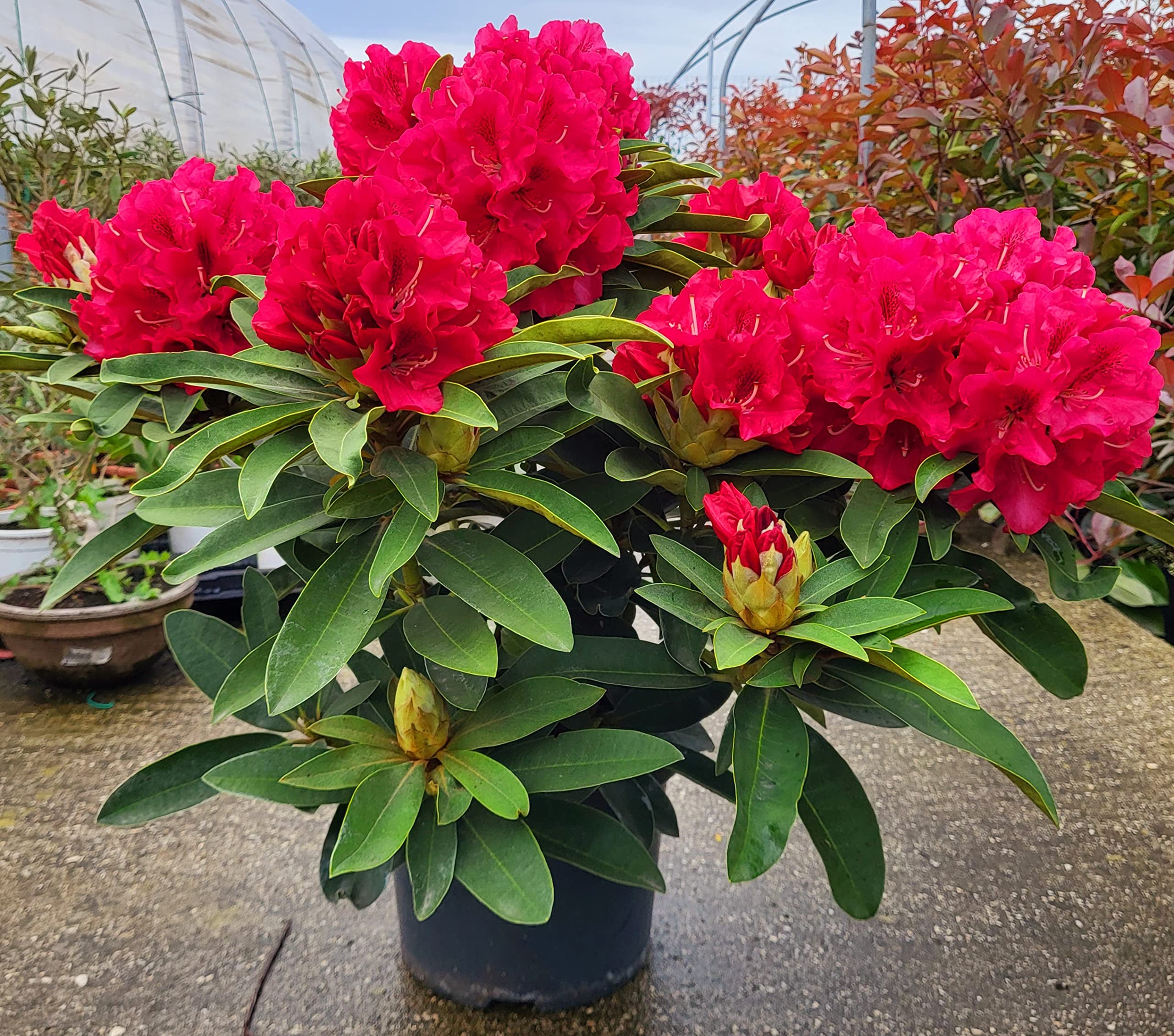 POWERS TO FLOWERS - RODODENDRO ROSSO INTENSO XXL, RHODODENDRON, IN VASO 22CM DIAMETRO, pianta vera