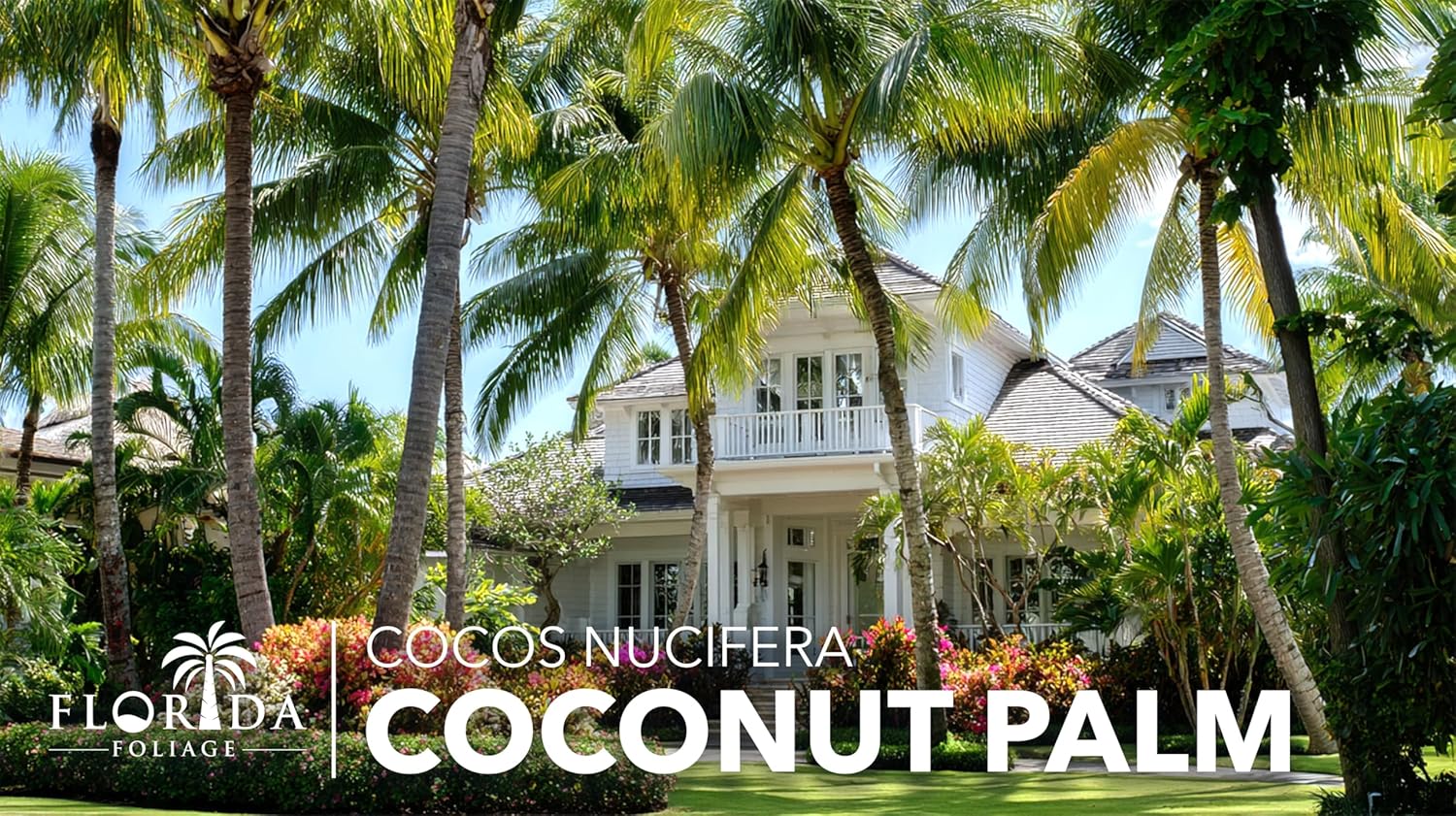 Coconut Palm | 1 Large Trade Gallon Size Plant | Cocos nucifera | Tropical Landscaping, Indoor Tree, Patio Specimen, Air Purifying, Low Maintenance, Fast Growing, Exotic Houseplant, Lush Foliage