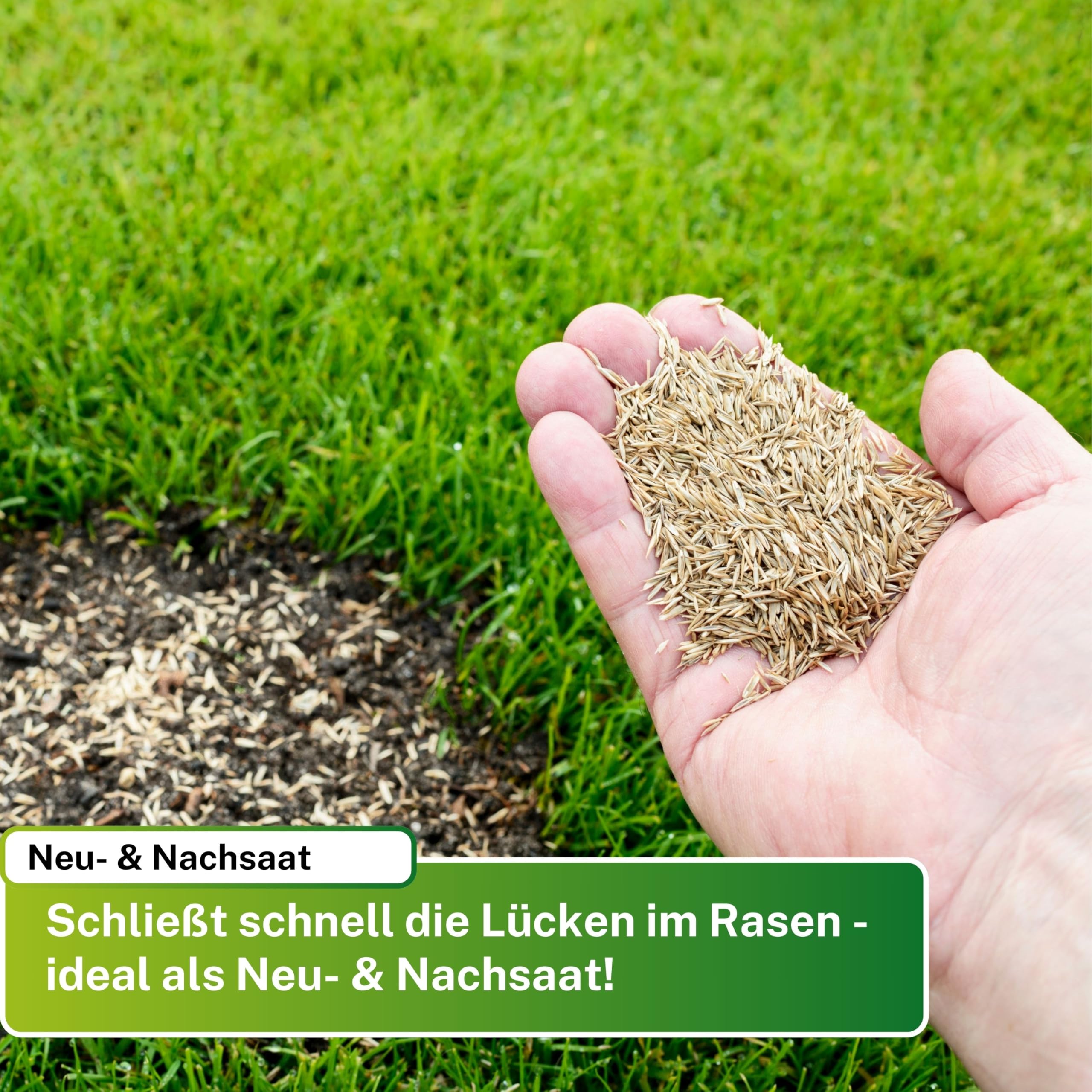 5kg Rasensamen Berliner Tiergarten I Rasensamen schnellkeimend für 200m² I robuster Universalrasen Zierrasen Rasen Nachsaat I Greenyp Grassamen Rasensaat Gras - ideal als Neu- und Nachsaat.