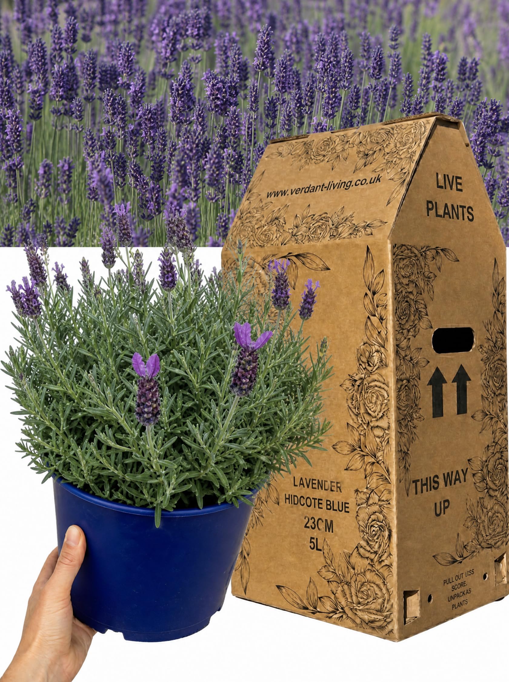 Lavender Hidcote Blue Plant in 5 Litre Pot – Hardy English Lavender Perennial for Garden Borders, Patio, Containers & Hedging – Fragrant, Bee Friendly, Drought Tolerant, UK Grown — image 1